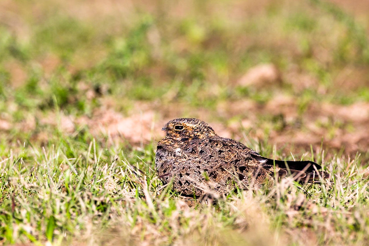 Nacunda nighthawk, Pousada Piuval, Pantanal, Brazil