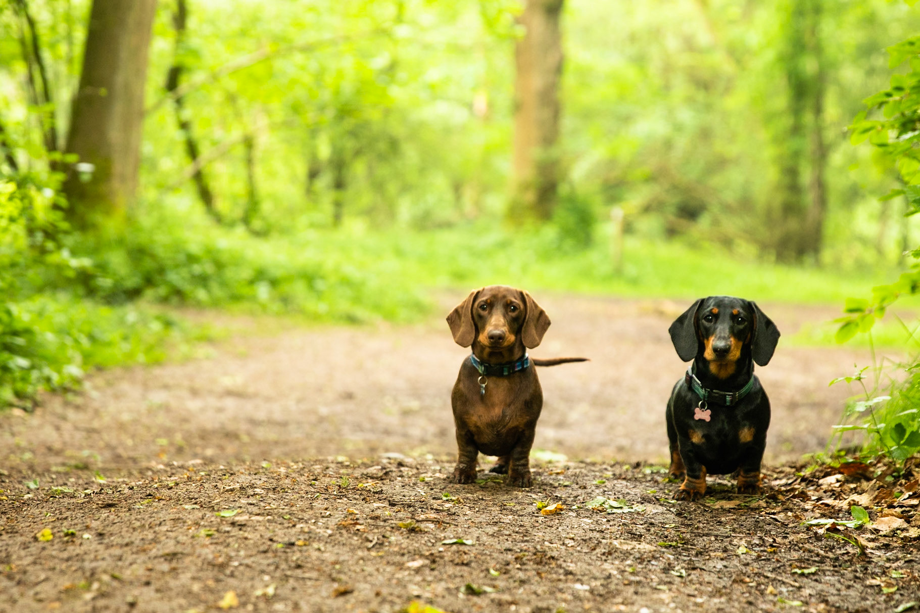 Ashridge Estate, National Trust Forest, Ringshall, England, United Kingdom