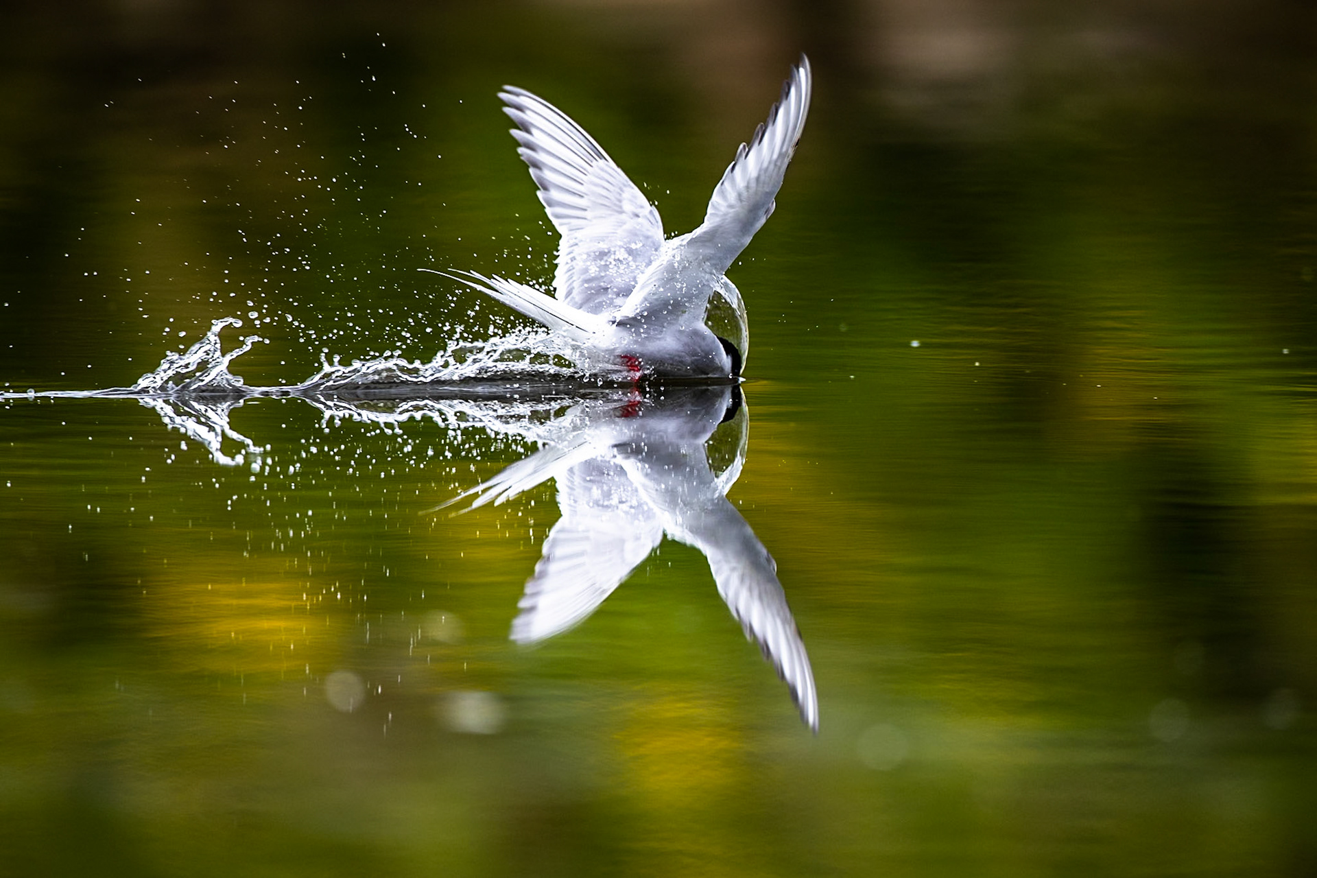 Arctic tern, Grímsey Island, Iceland