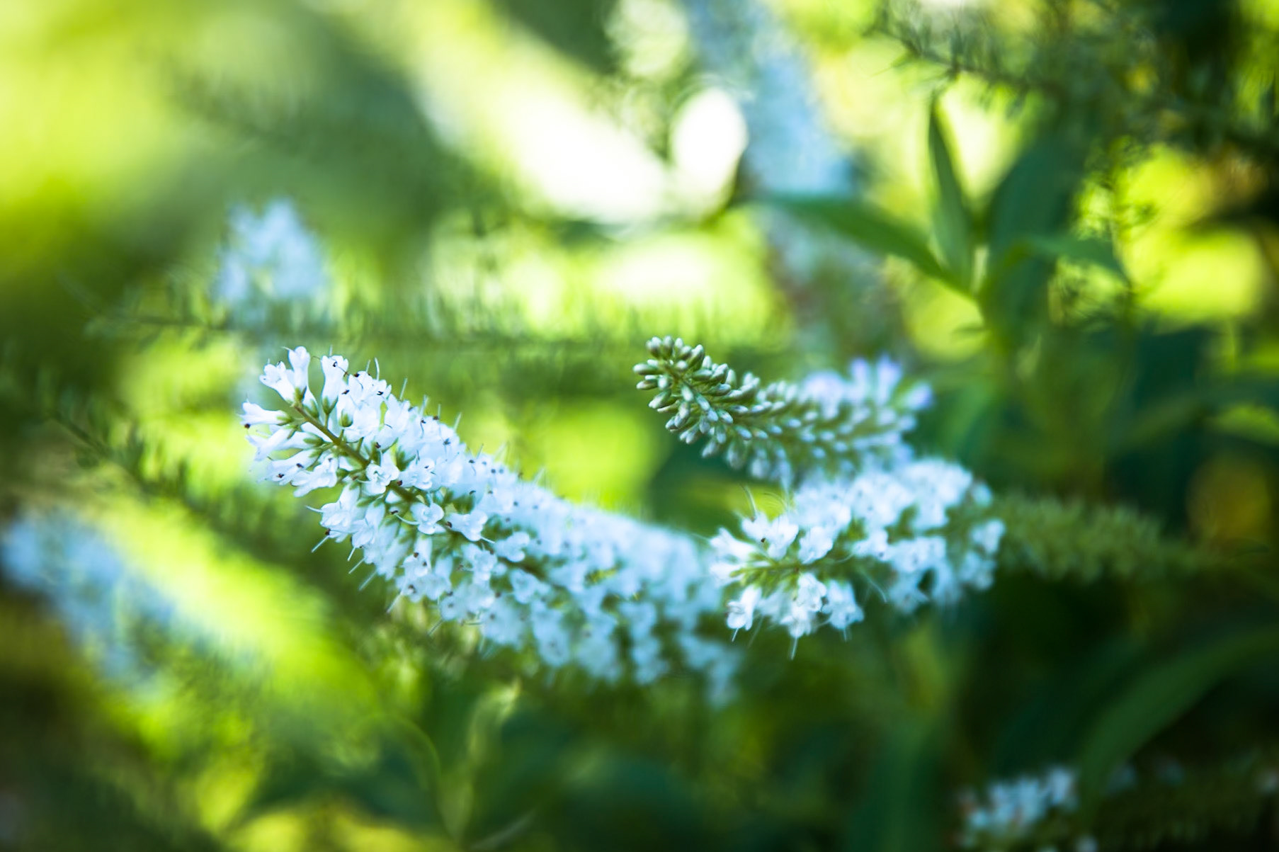 Blue Mountains Botanic Gardens, Mount Tomah