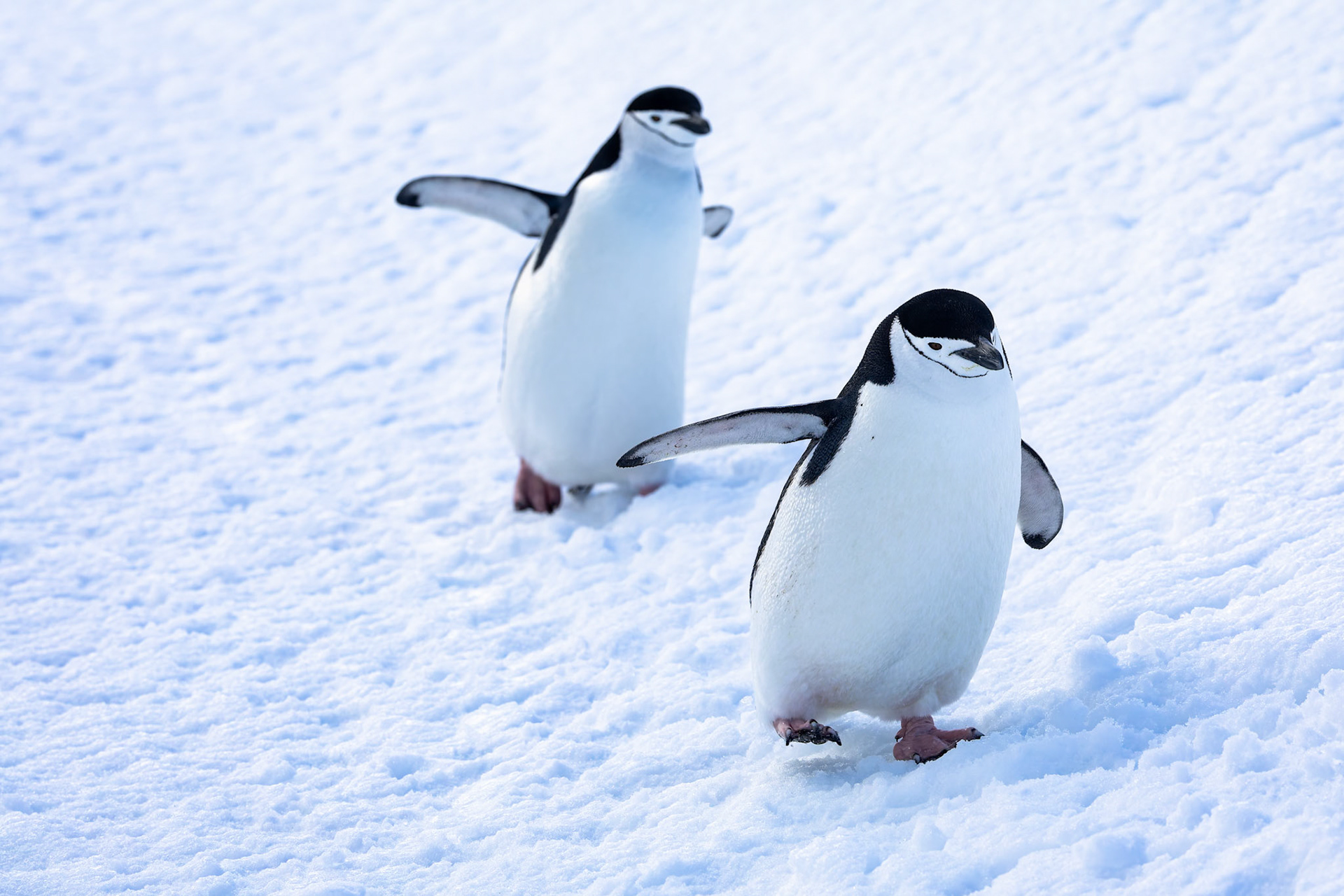 Chinstrap penguin, Half-moon Island, Shetland Islands, Antarctica