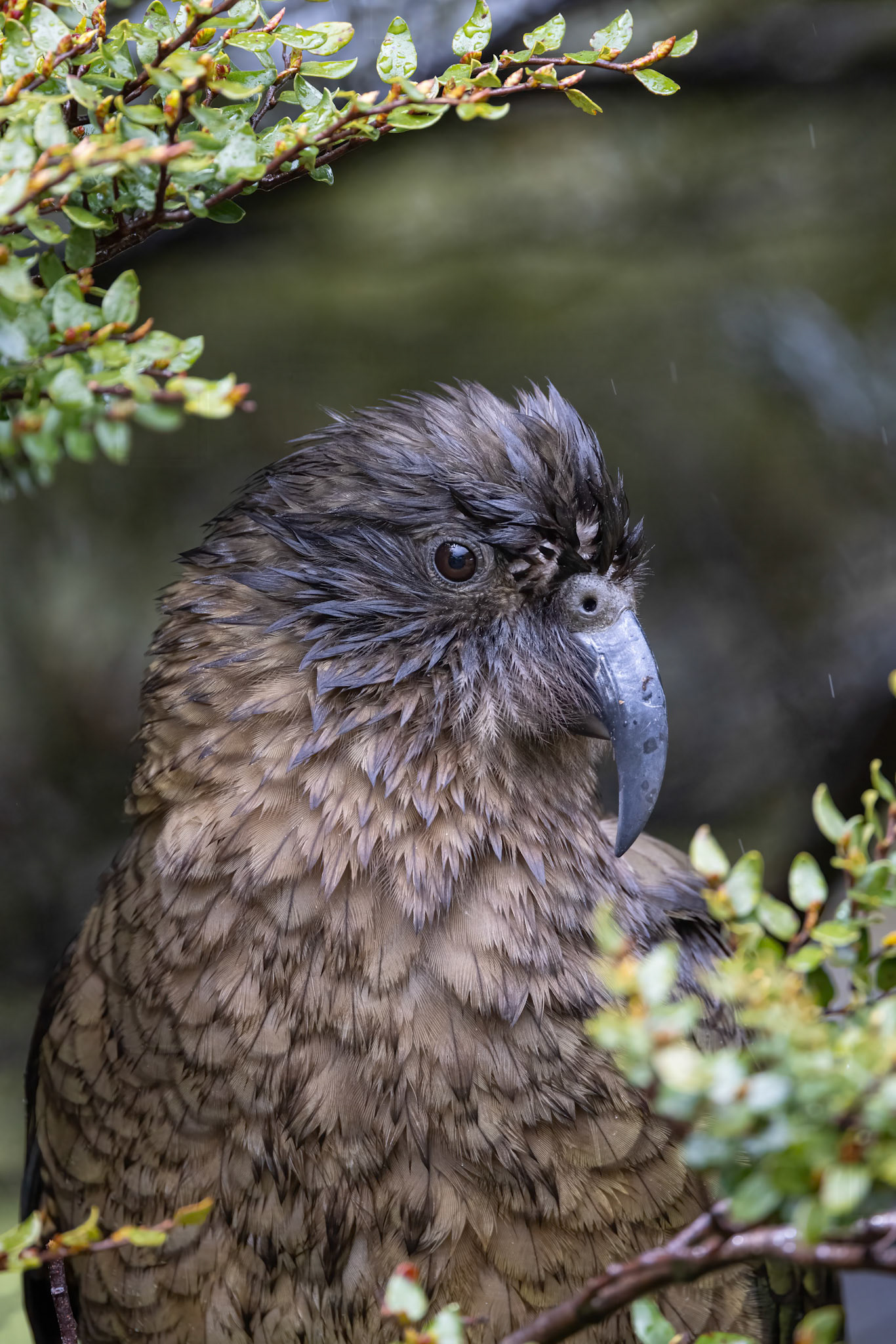 Kea, Arthur's Pass, New Zealand