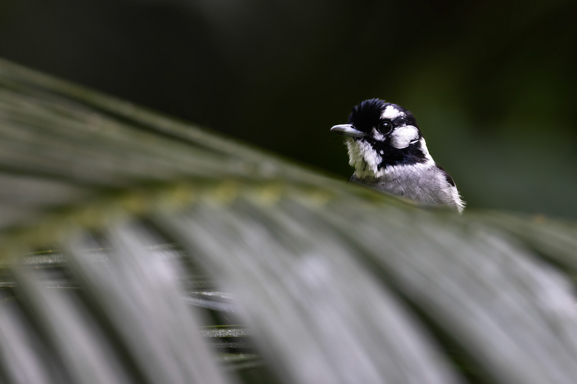 White-eared monarch, Atherton Tablelands, Queensland