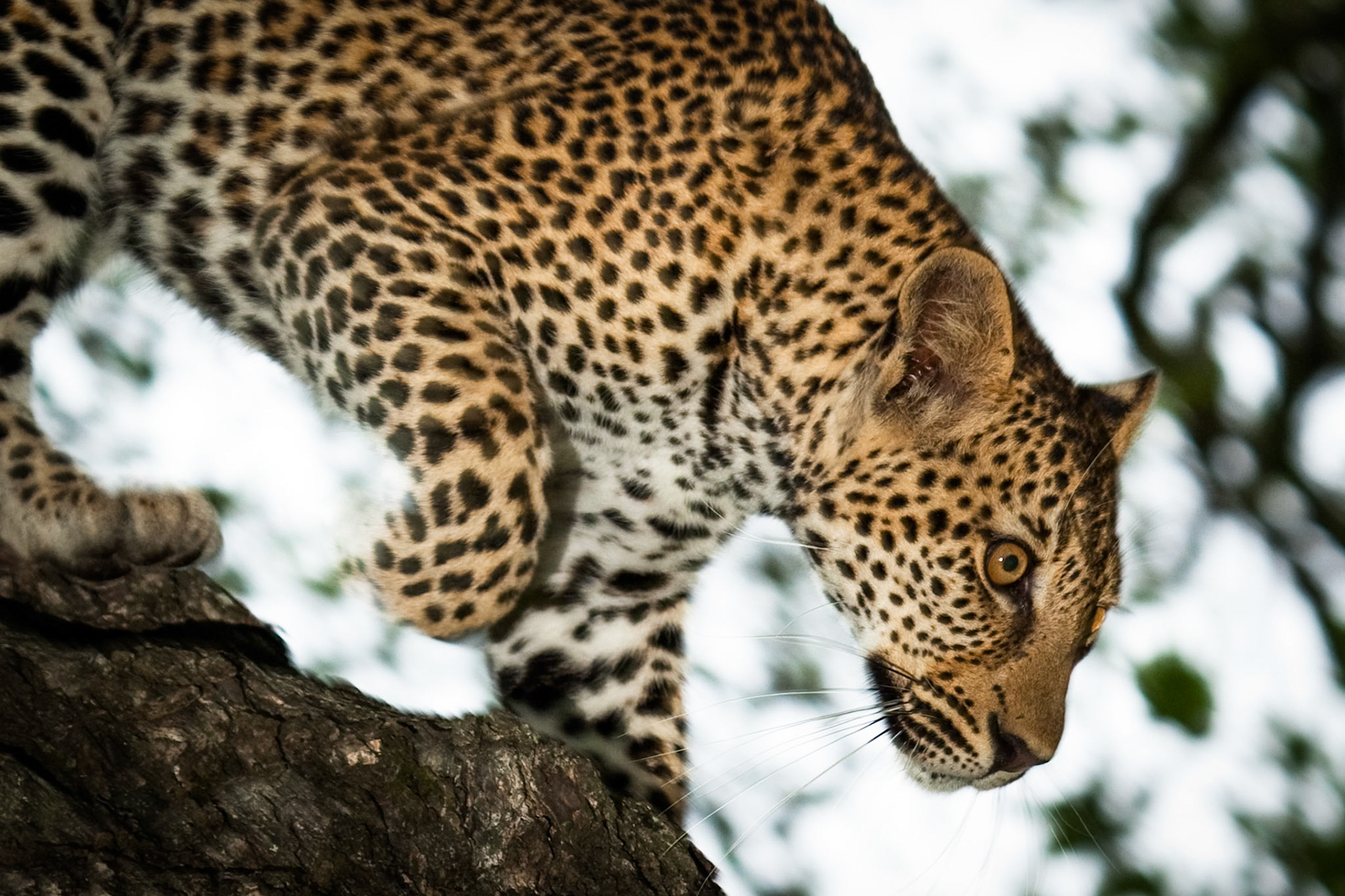 Leopard, Exeter, Sabi Sands