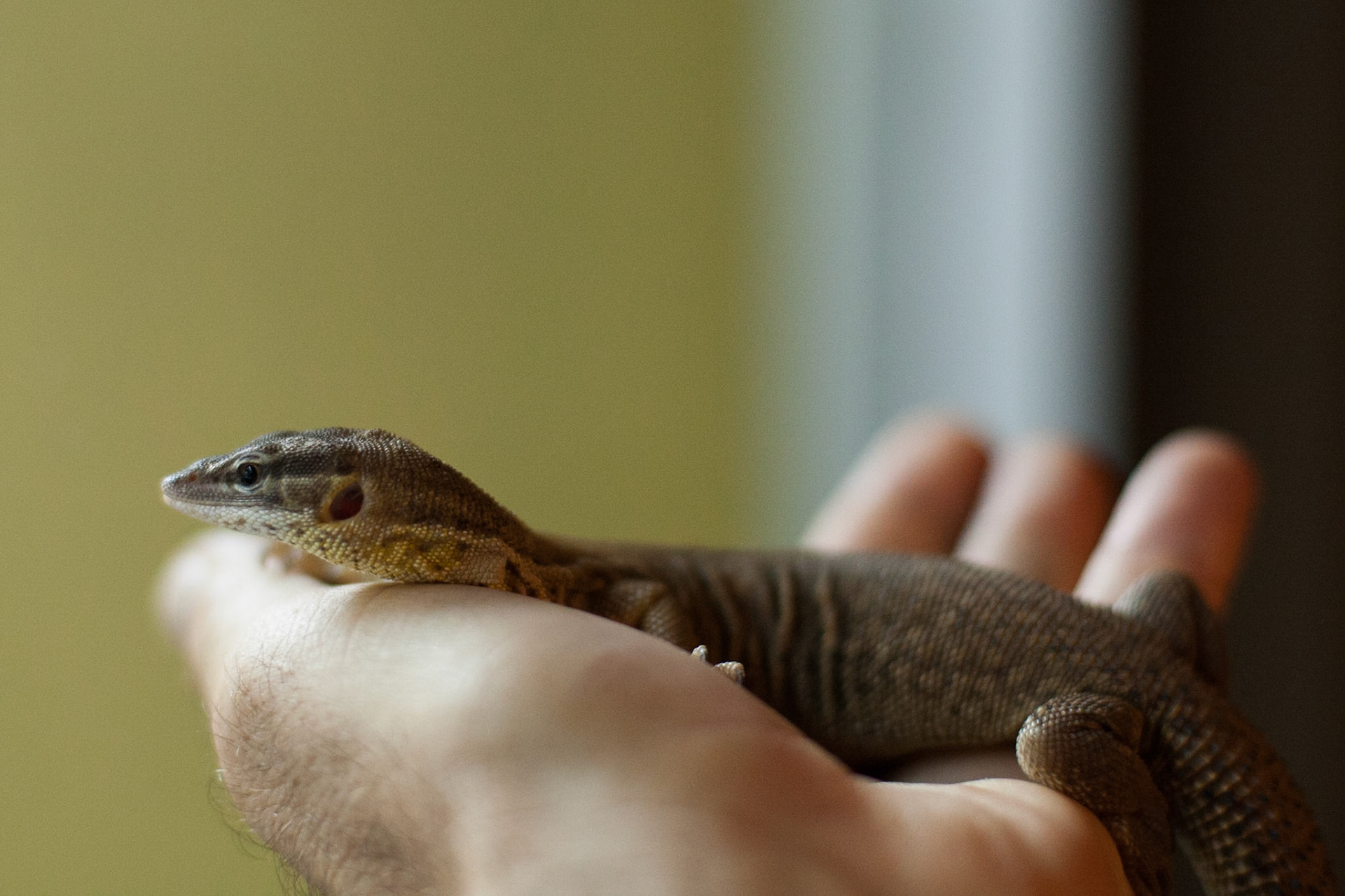 Goanna-in-hand, Territory Wildlife Park, Darwin, Northern Territory