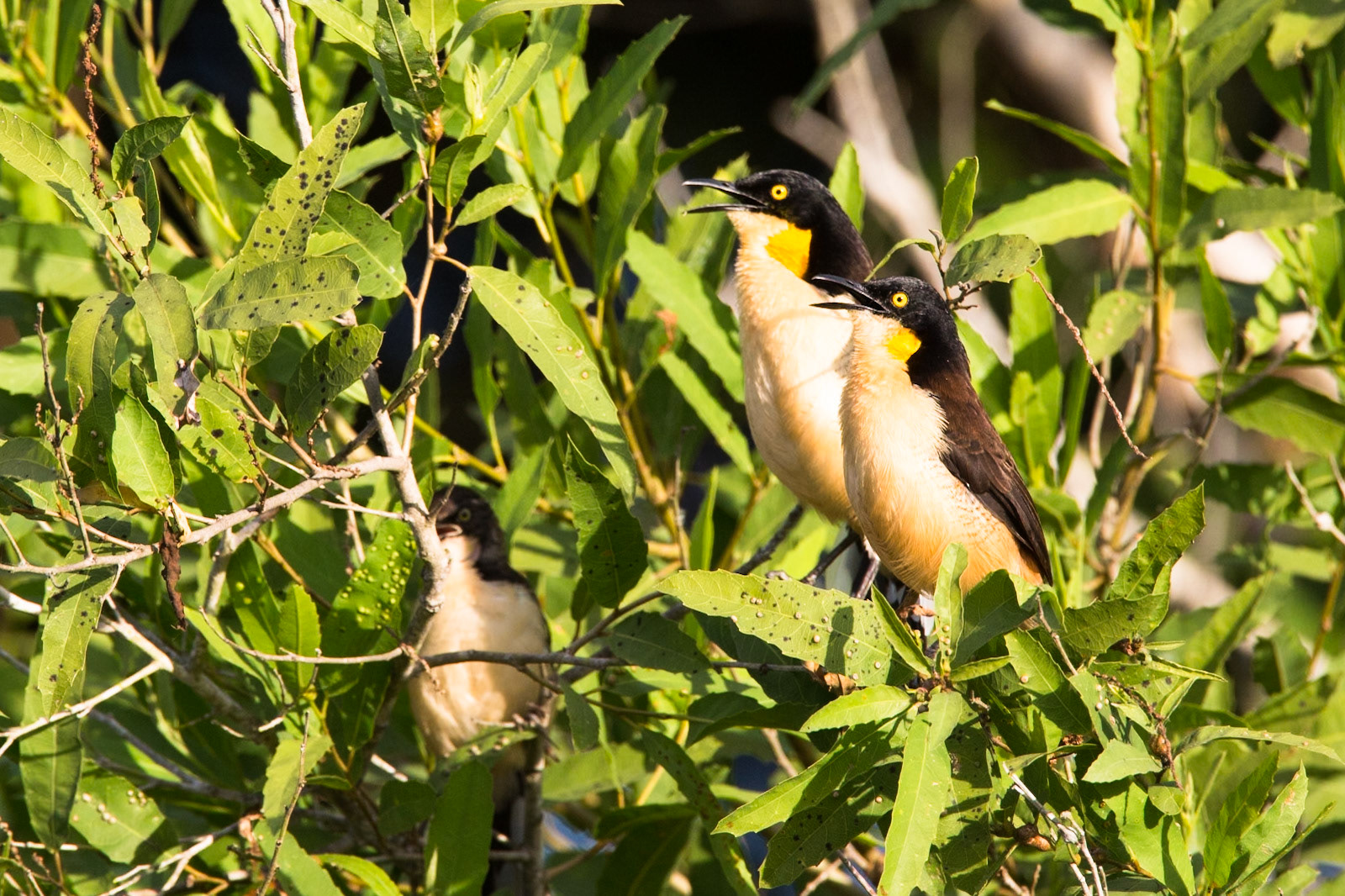 Black-capped donacobius, Porto Jofre, Pantanal, Brazil