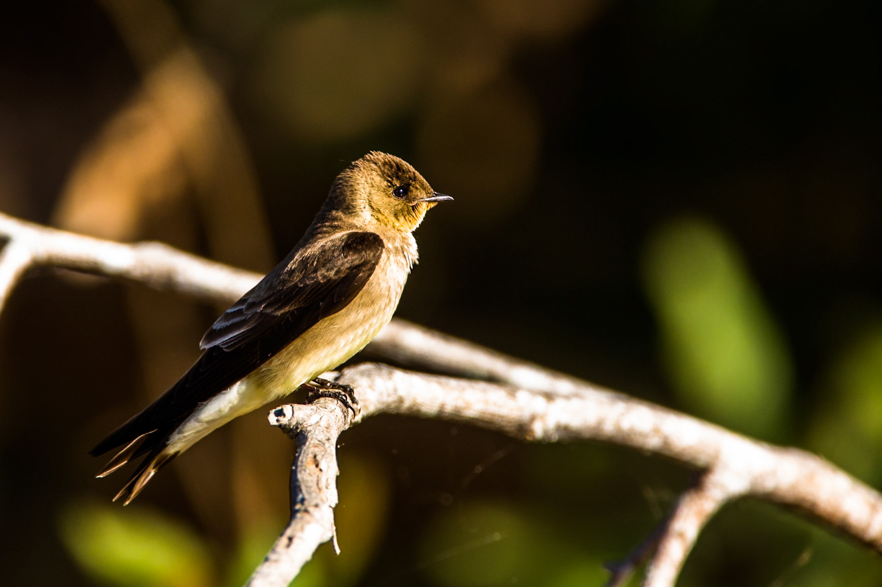 Southern rough-winged swallow, Porto Jofre, Pantanal, Brazil