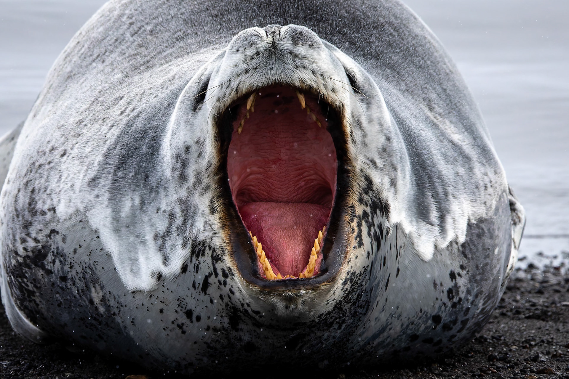 Weddel seal, Whaler's Bay, Deception Island