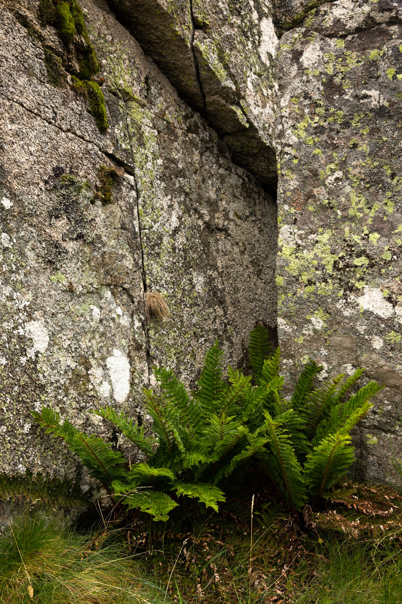 Thredbo to the cablecar and return, Mount Kosciuszko National Park, Snowy Mountains, New South Wales