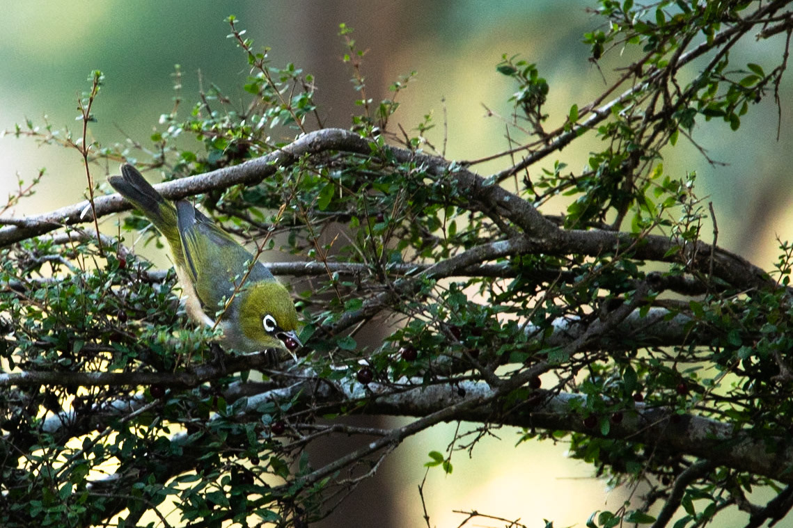 Silvereye, Fern Tree, Huon road, Hobart, Tasmania