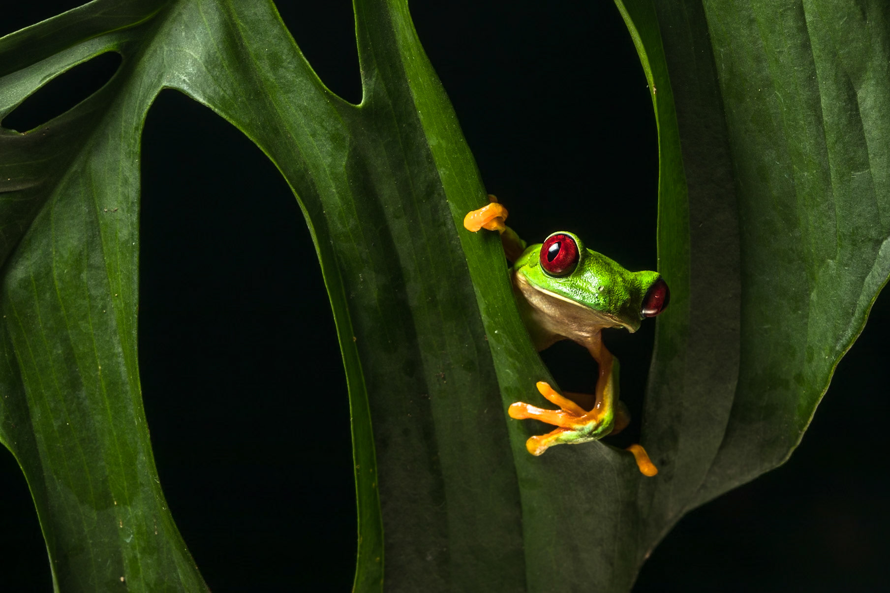 Red-eyed tree frog, Villa Lapas, Costa Rica