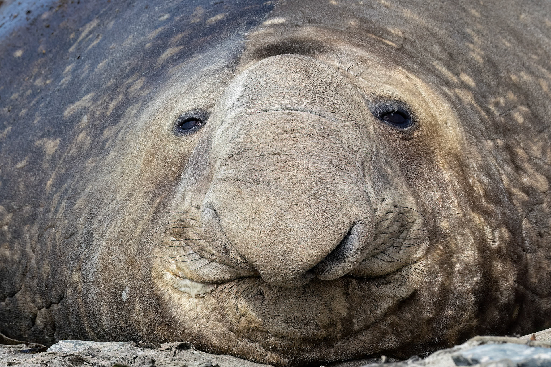 Southern elephant seal, Whale Point, Stanley, Falkland Islands