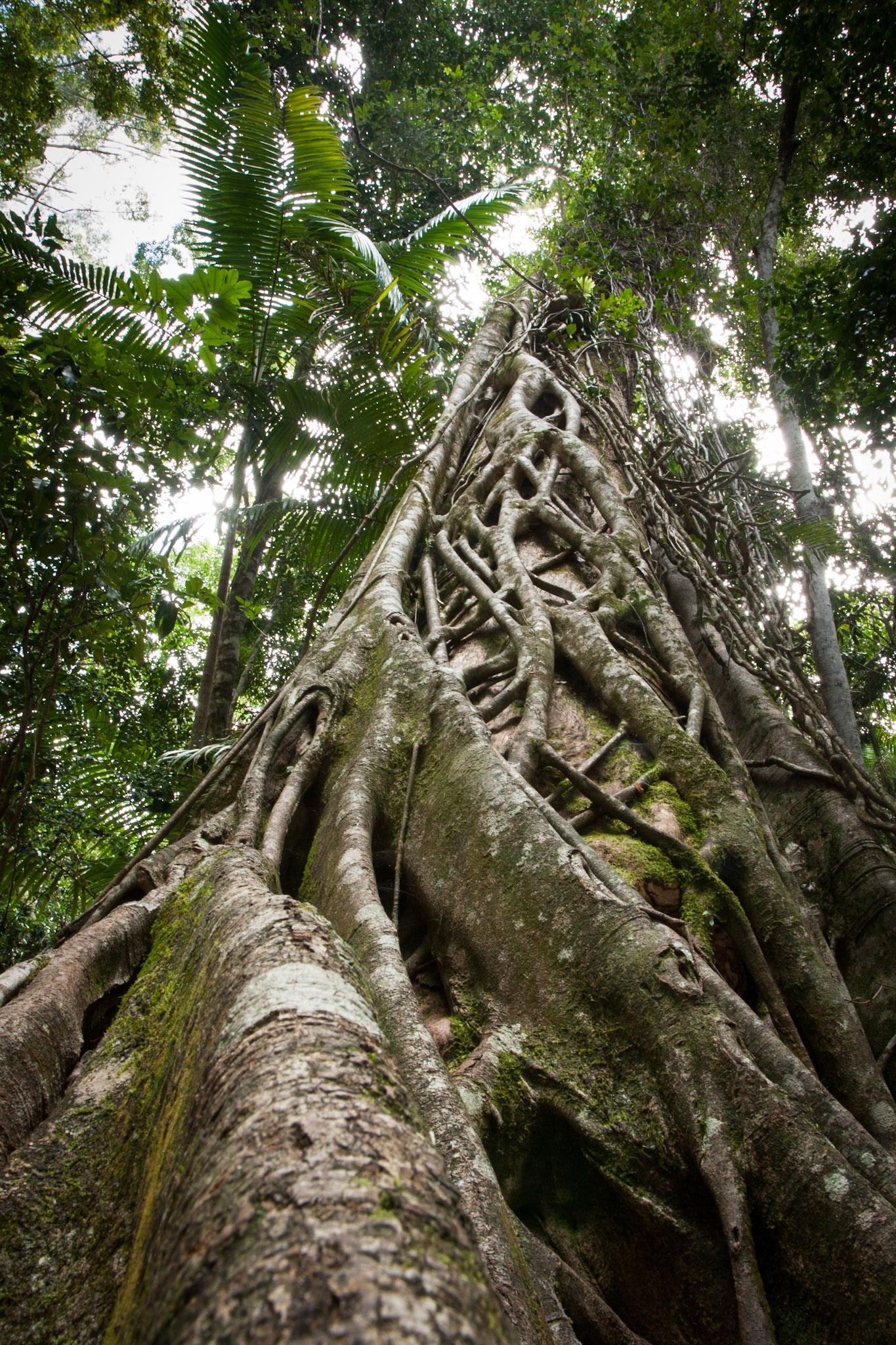Intermediate forest at Central Station, Fraser Island, Queensland