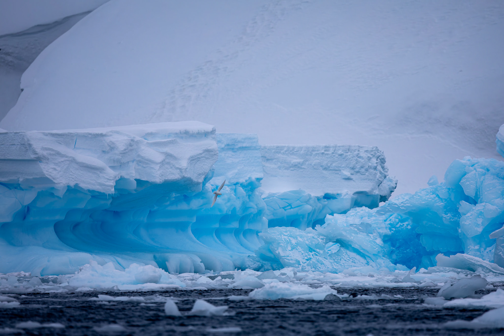 Snowy petrel and landscape, Cuverville, Antarctica