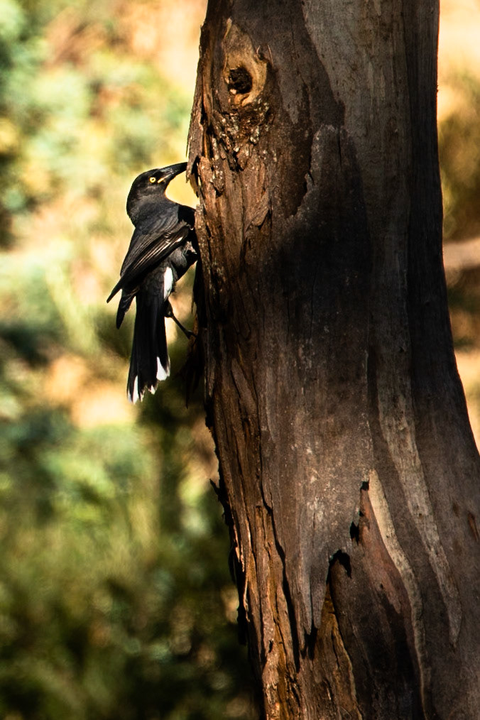 Grey currawong, Peter Murrell Reserve, Hobart, Tasmania