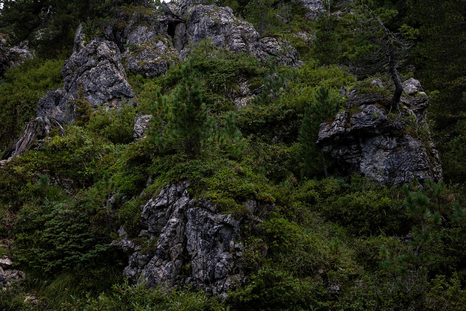 Passo Sella, Sassolungo, Selva di Val Gardena, Dolomites, South Tyrol, Italy