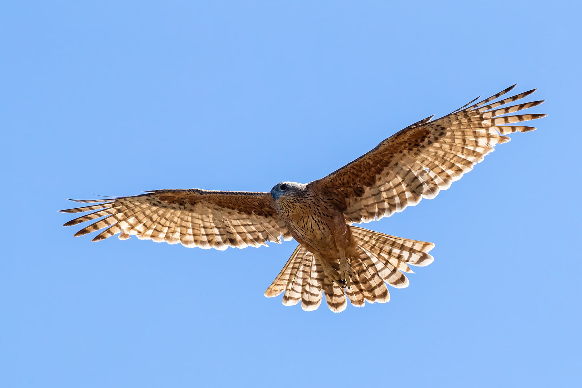 Red goshawk, near Pine Creek, Northern Territory, Australia