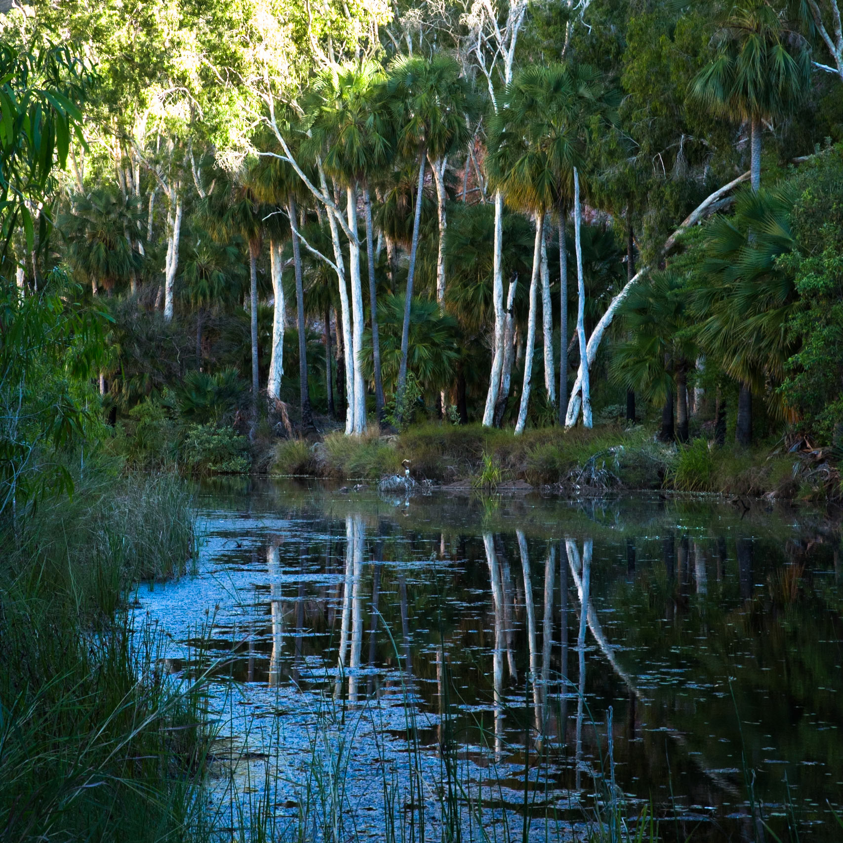 Brolgas, near Moonshine gorge, El Questro Wilderness Park, The Kimberly, Western Australia