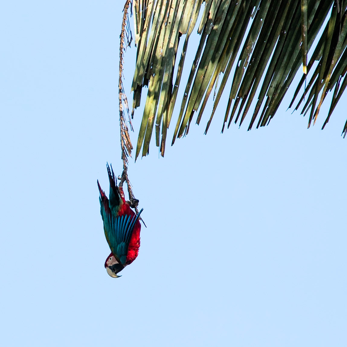 Red and green macaw,  Tambo Blanquillo, Manu National Park,  Peru