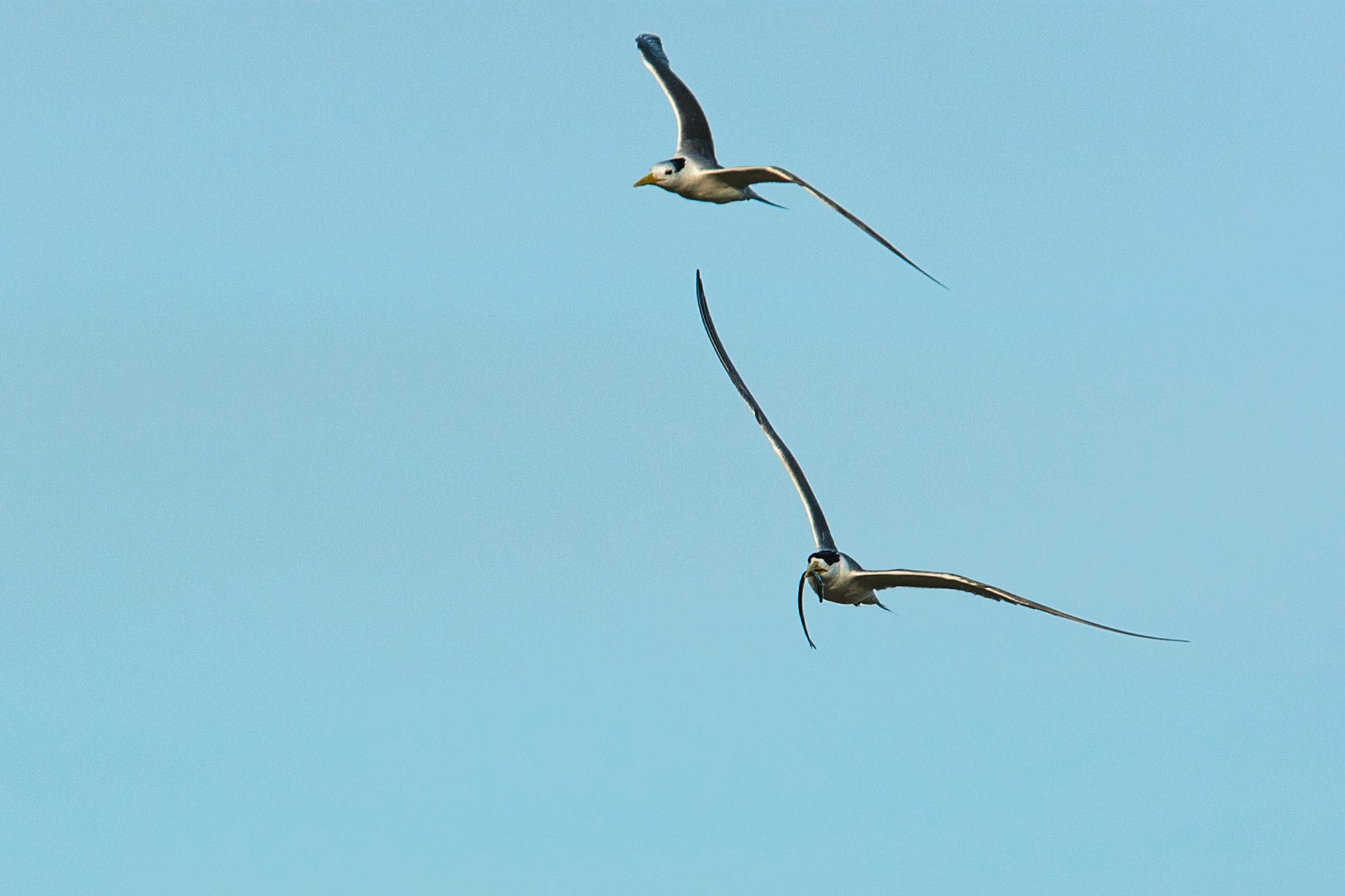 Crested terns bringing home the catch, Lady Elliot Island, Queensland, Australia