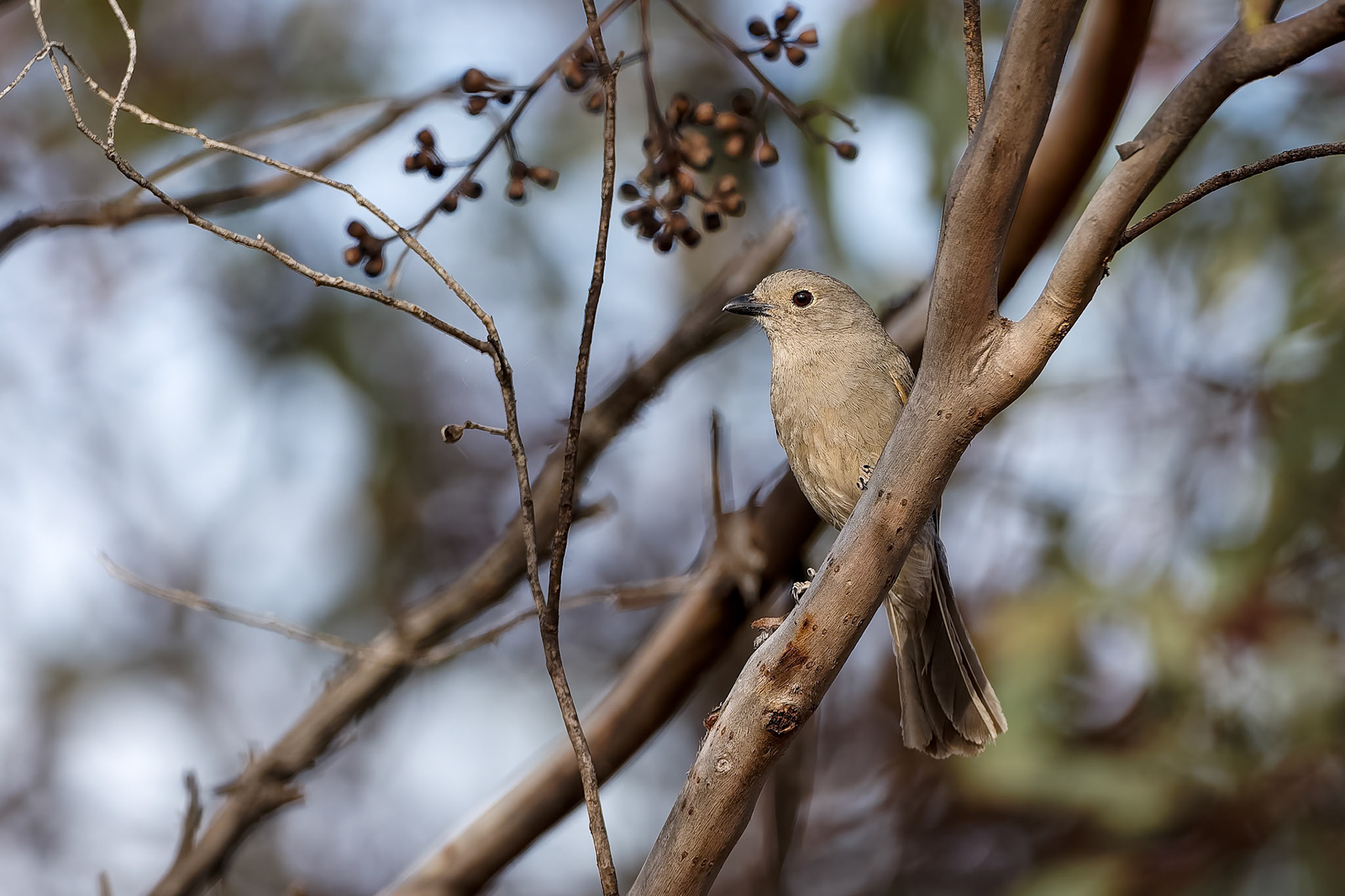 Gilbert's whistler, Round Hill Nature Reserve, Lake Cargelligo, NSW, Australia