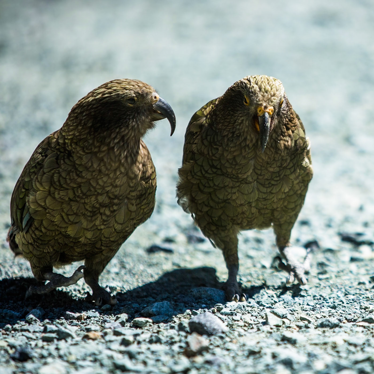 Kea near Milford Sound, New Zealand