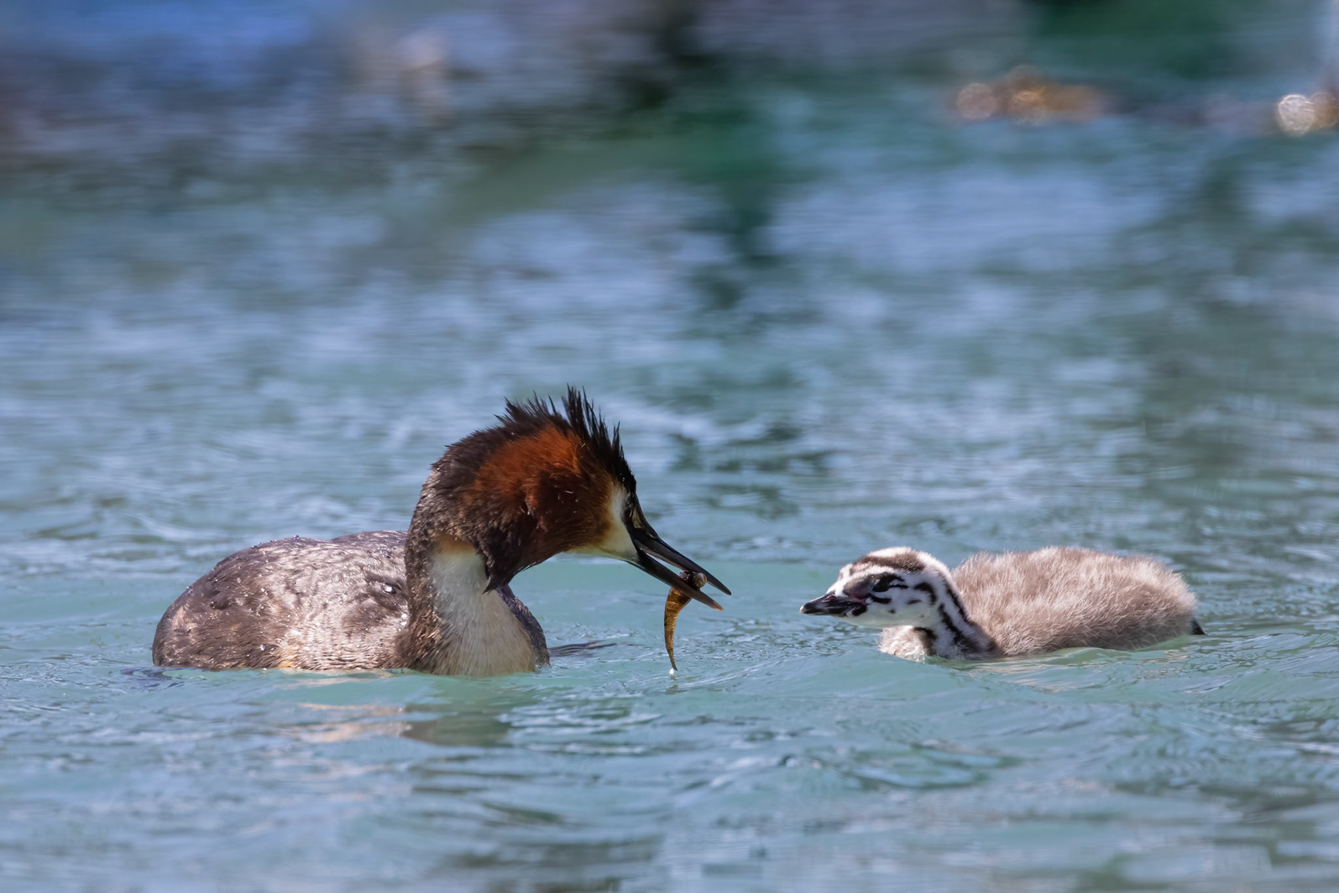 Great crested grebe, Twizel, New Zealand