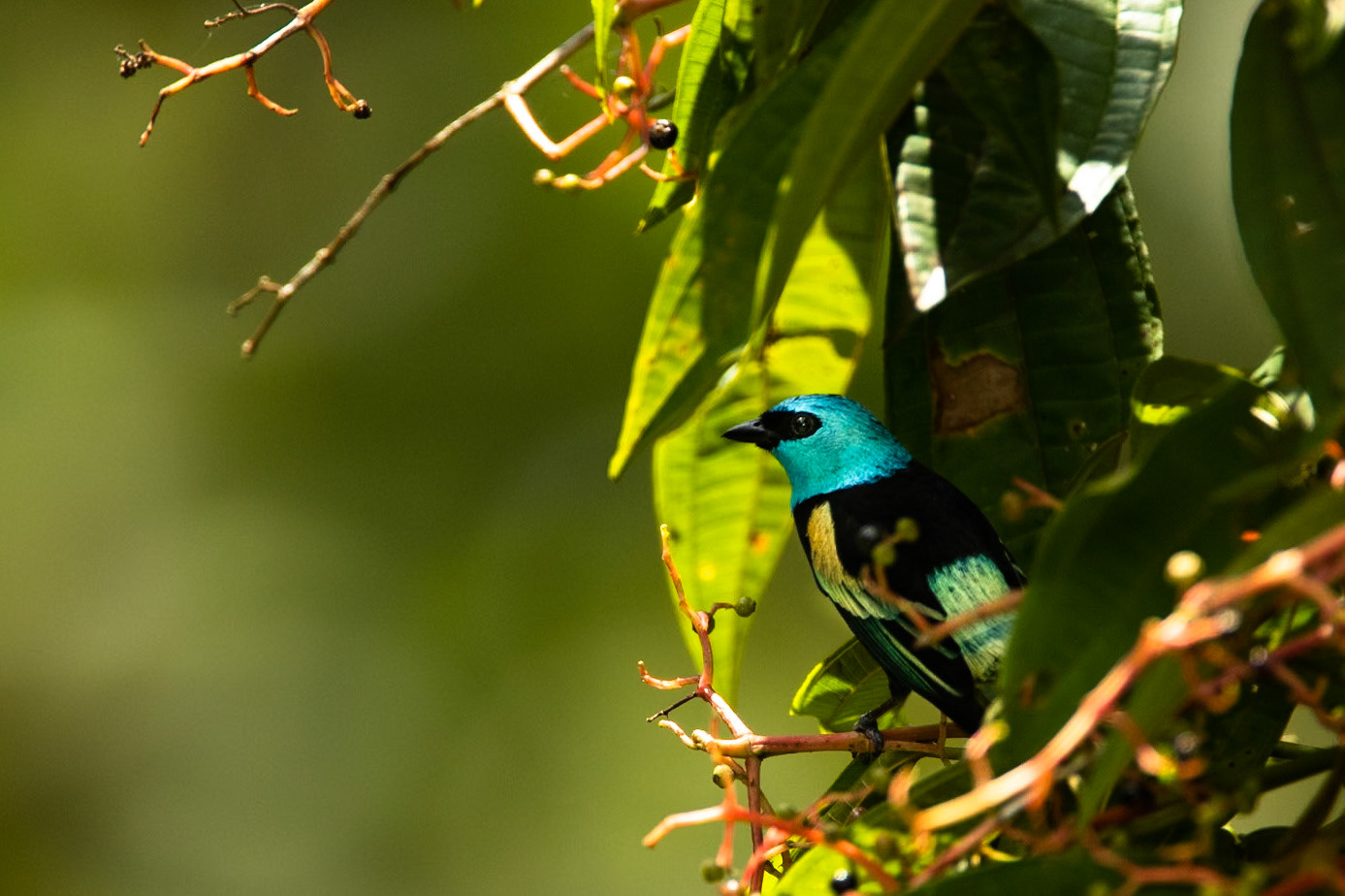 Blue-necked tanager, Cock of the Rock lodge, Manu road, Peru