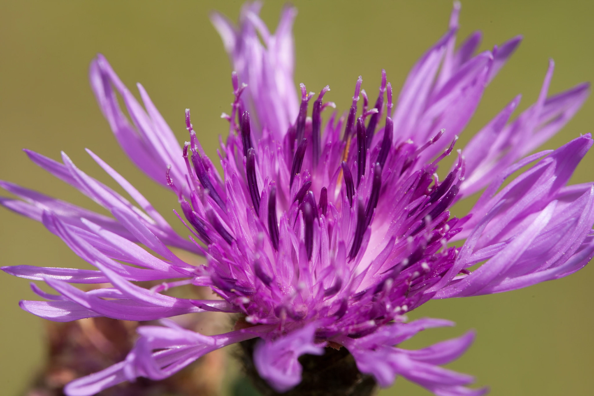 Mountain flower, Madonna di Campiglio, Italy.