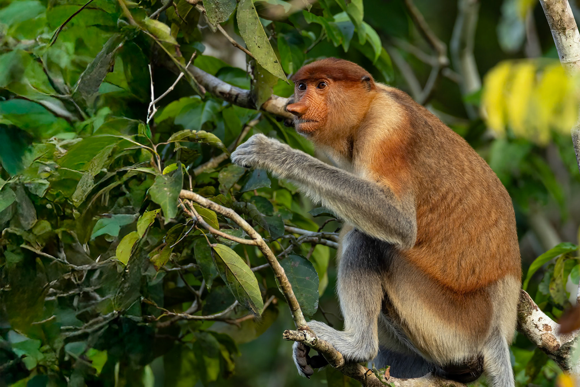 Proboscis monkey, Sukau, Borneo