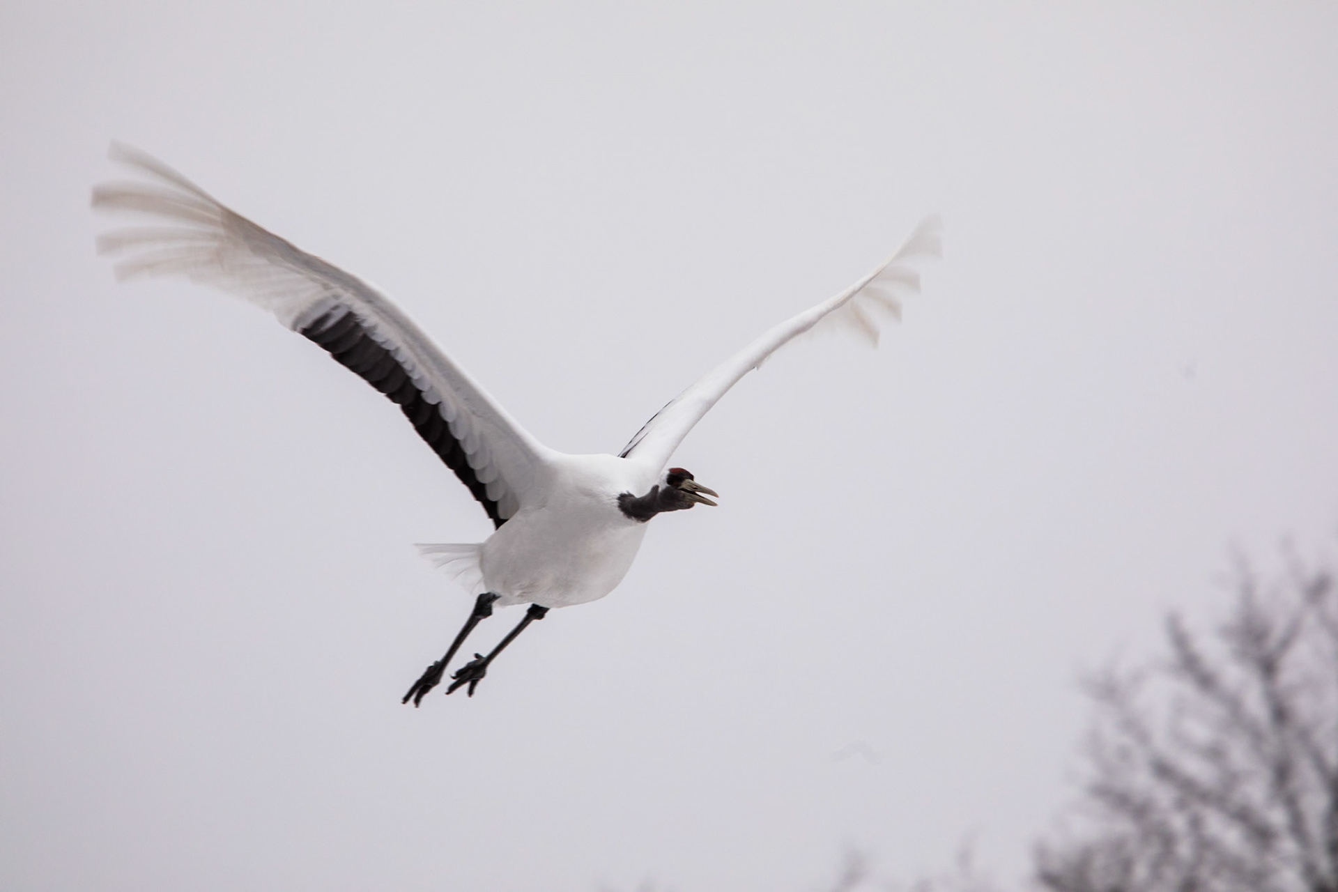 Red-crowned cranes, Otowa bridge, Setsuri river, Hokkaido, Japan