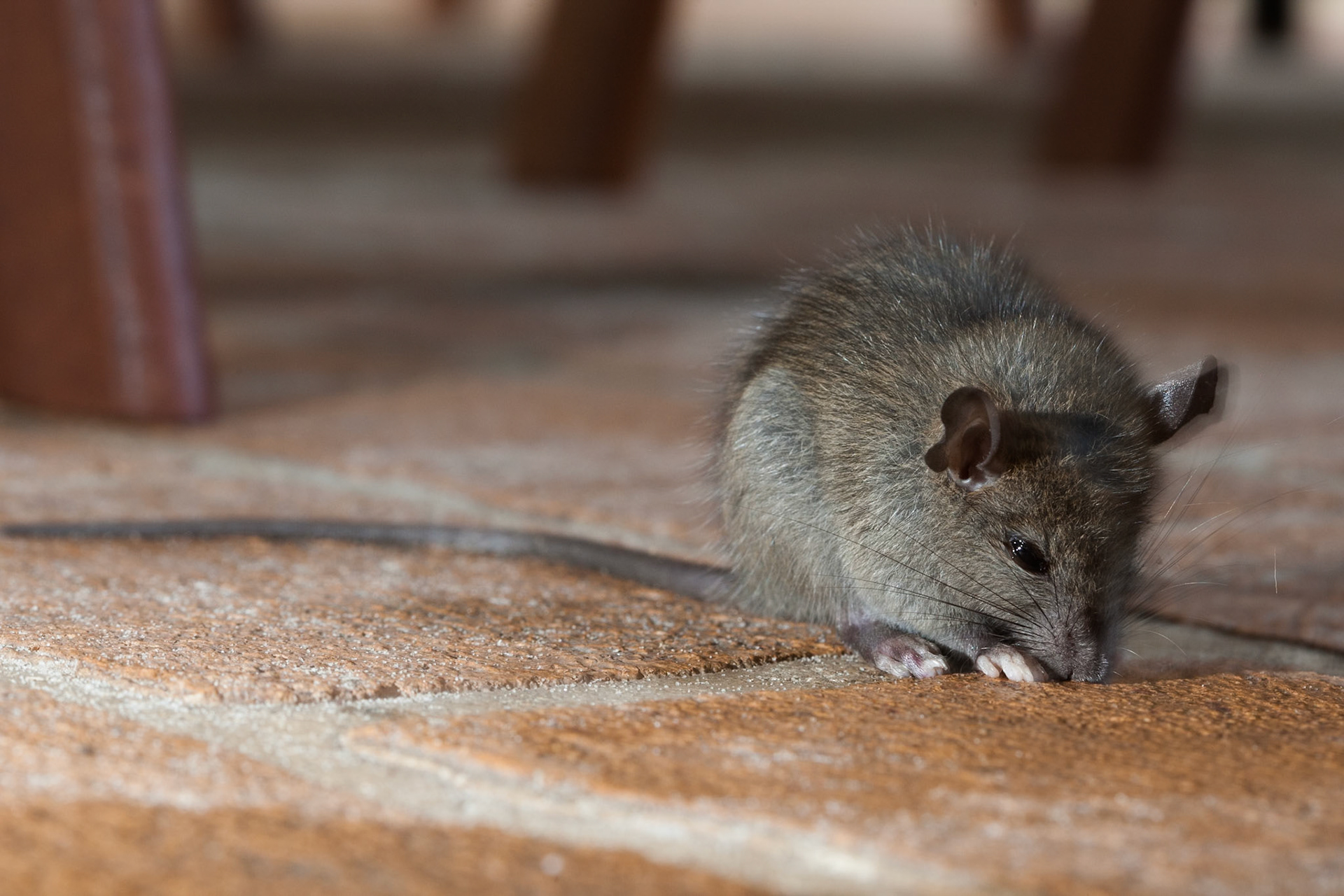 A visitor to our cottage in Byron Bay