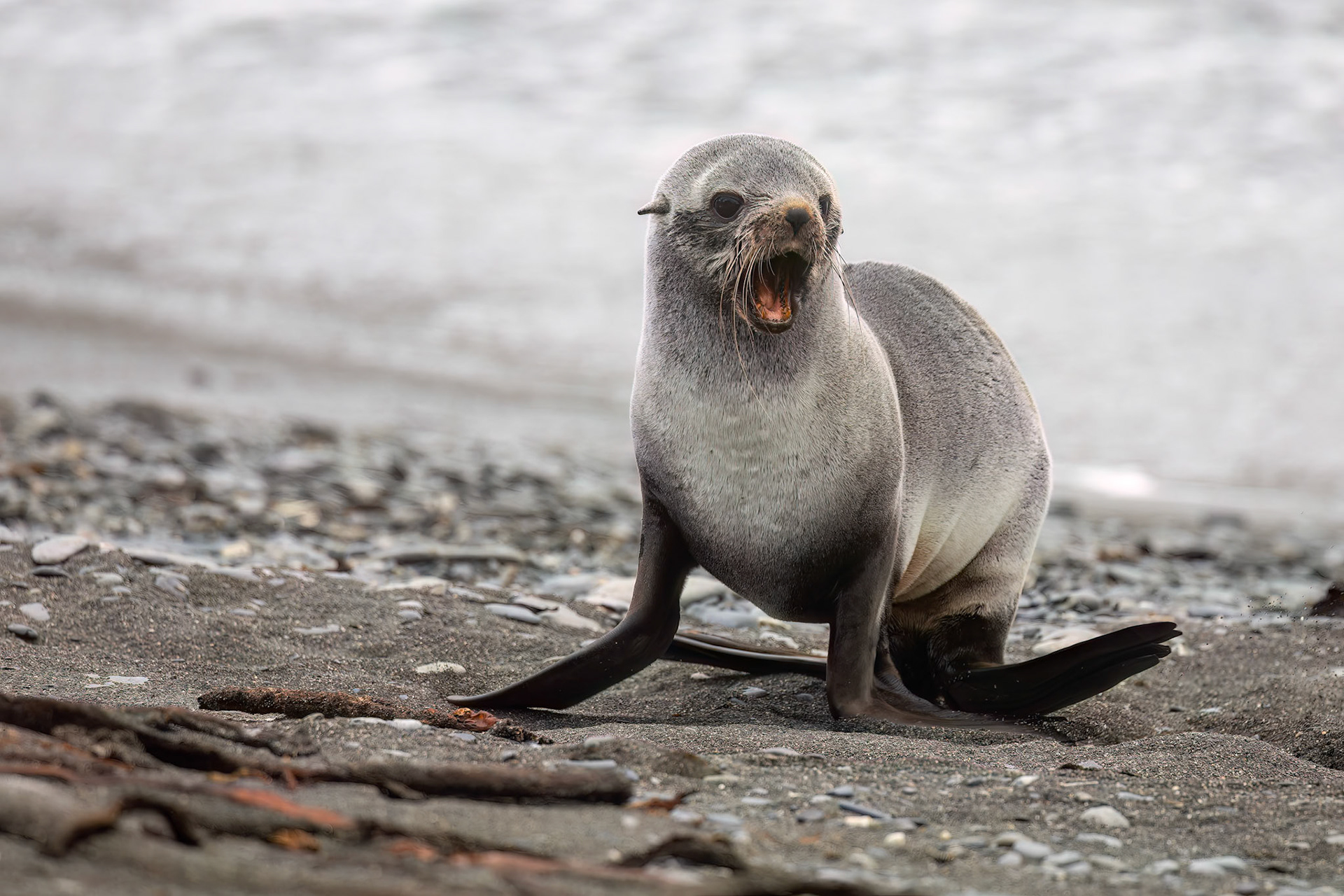 Antarctic fur seal, Rosita Bay, South Georgia