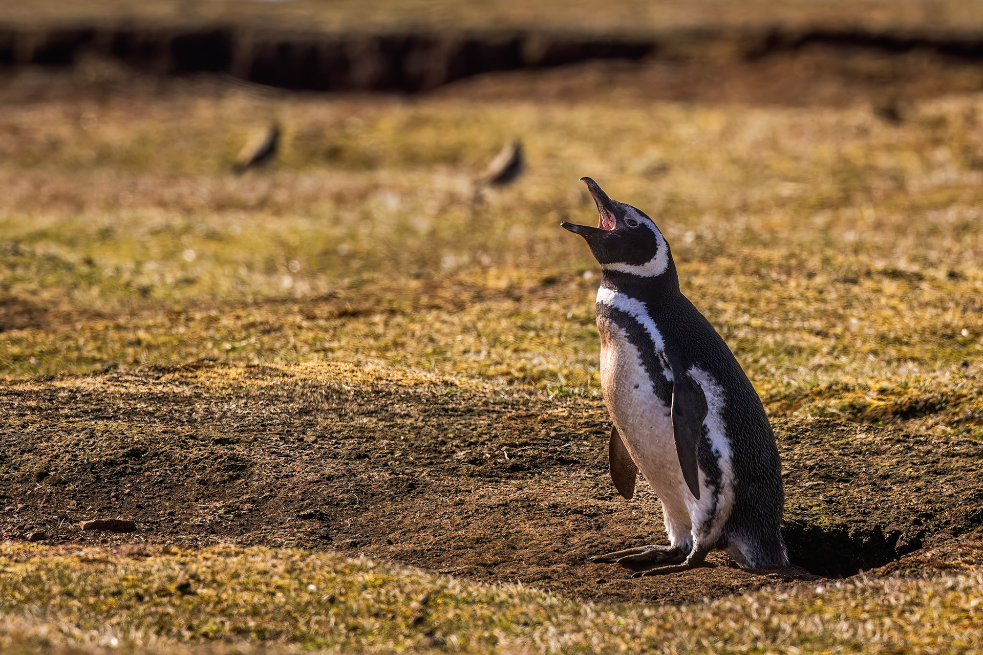 Magellanic penguin, Bleaker Island, Falkland Islands