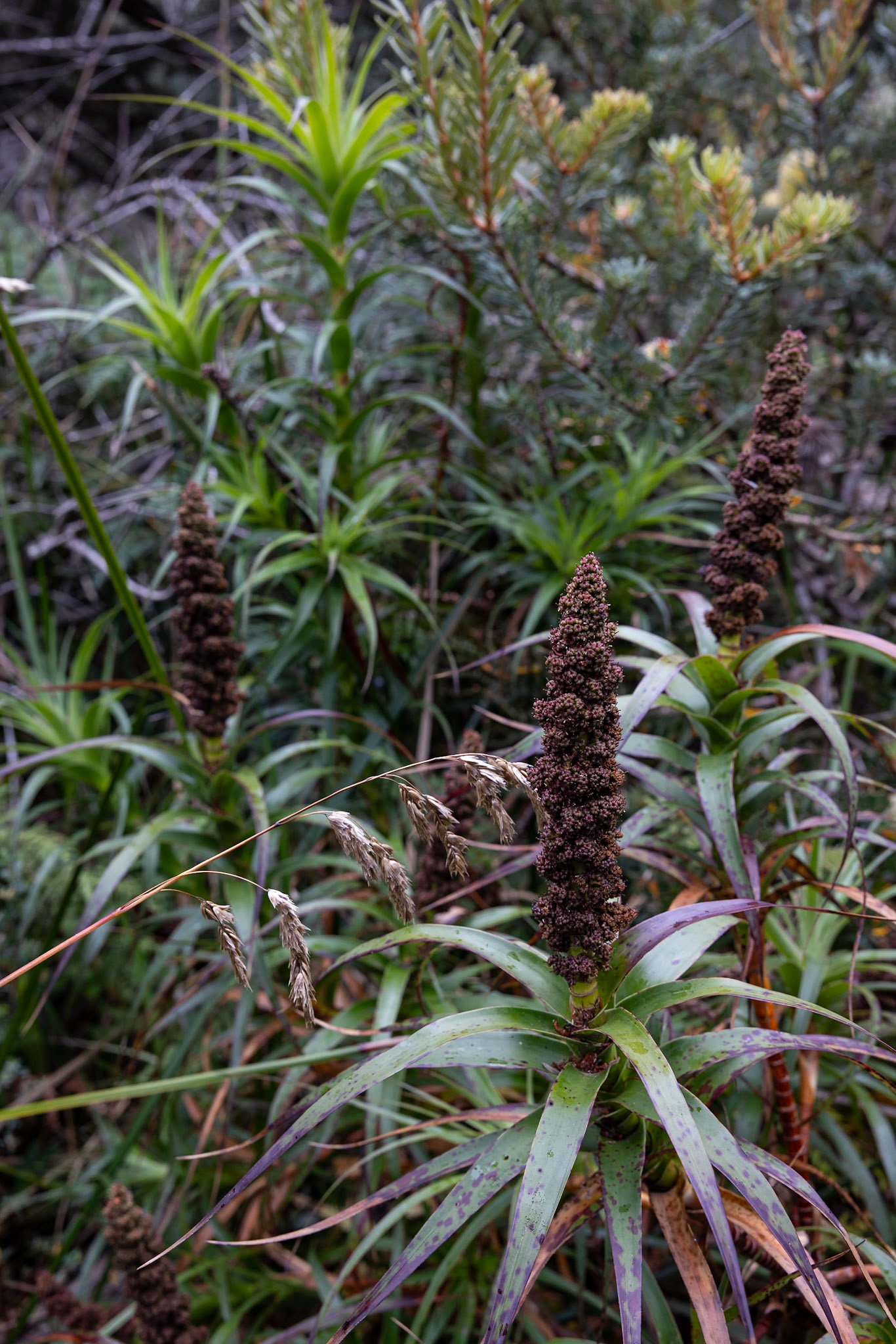 Three Capes Track, Cape Pillar Lodge to Cape Pillar and return, Tasmania