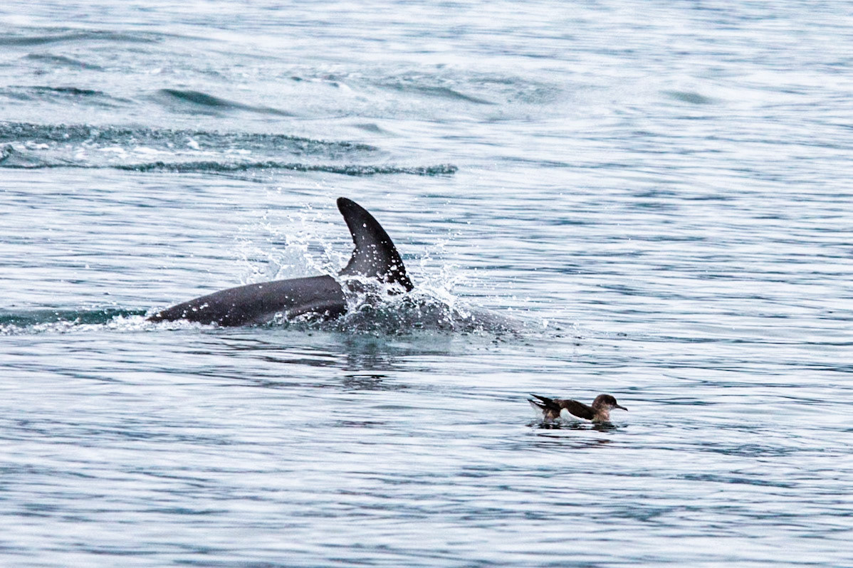 Dusky dolphin and fluttering Shearwater, Marlborough Sound, New Zealand