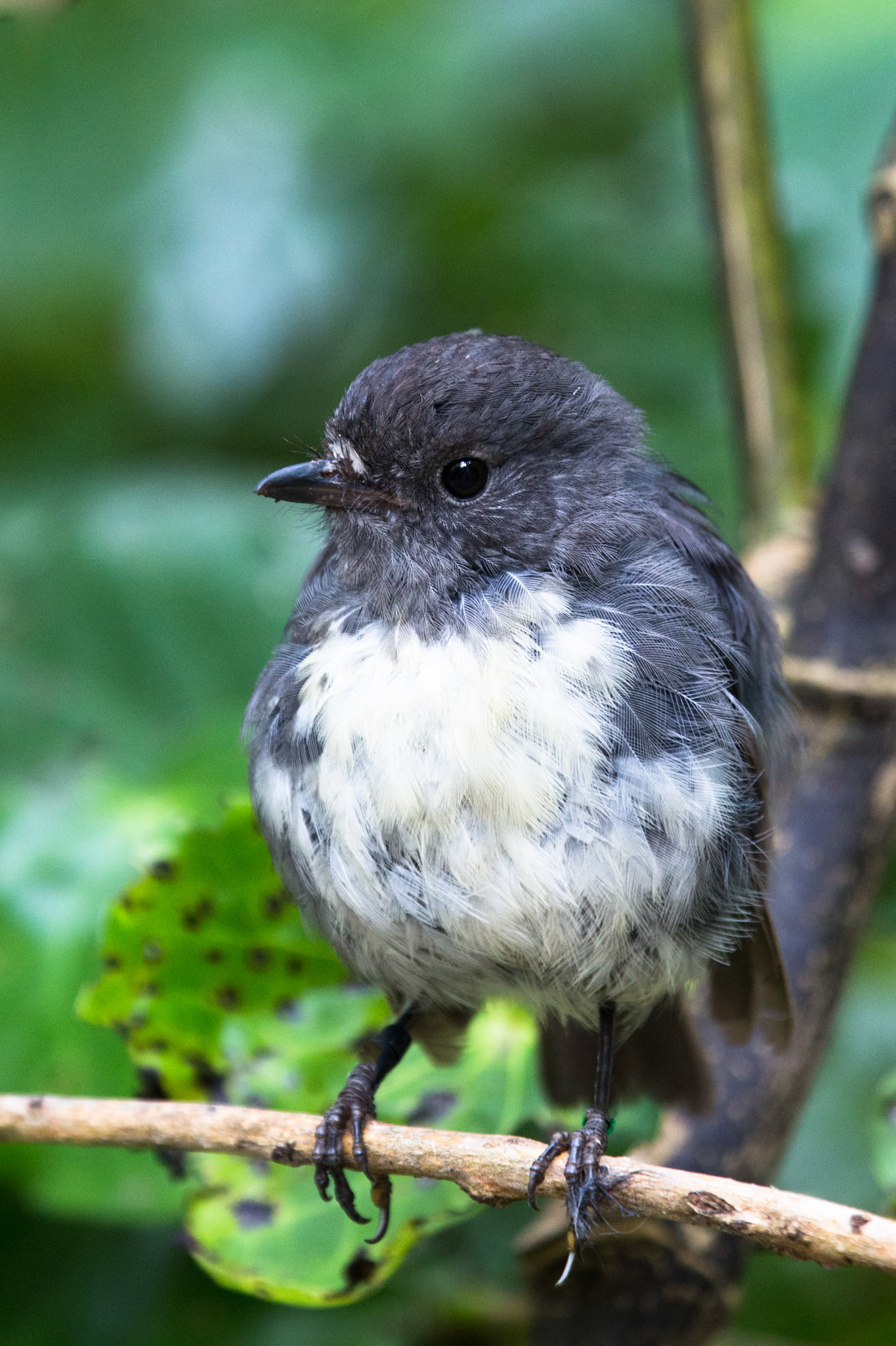 South island robin, Marlborogh Sound, New Zealand