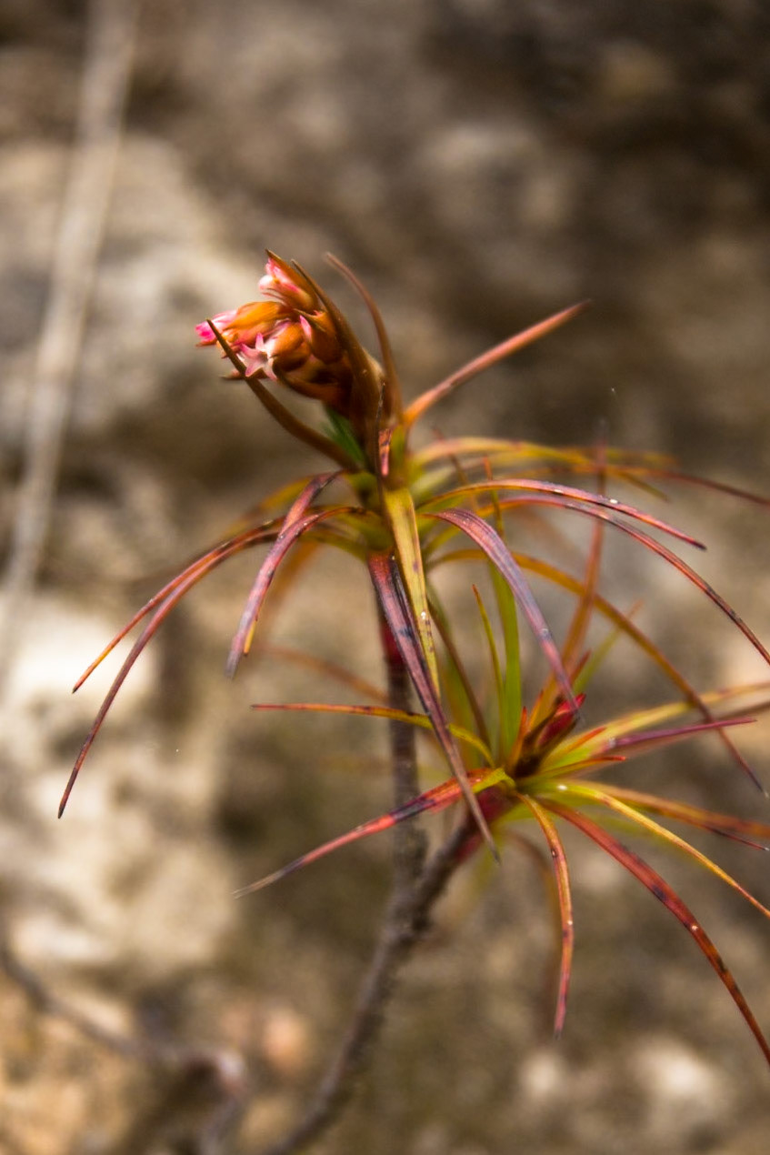 Started at the Scenic Railway and descended via Furber Steps to Federal Pass. Traversed Federal Pass past the lower station of Scenic Railway; through the landslide area; past the bottom of Golden Stairs as far as Ruined Castle.  Lunch on top Ruined Castle then completed a circuit around Ruined Castle back to Federal Pass.  Retraced our steps to Golden Stairs which we took up to Narrow Neck. Notes by Peter Watt.
