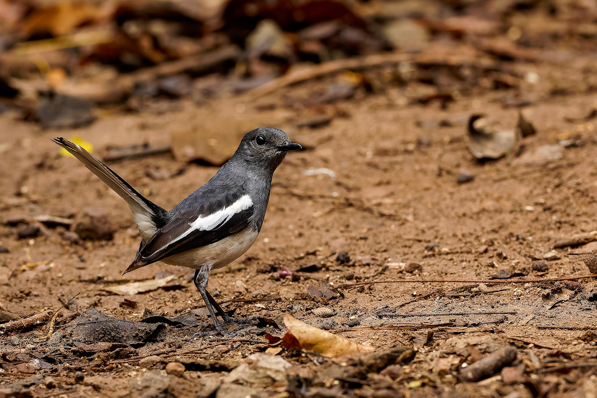 Oriental magpie-robin, Khaeng Krackan National Park, Thailand