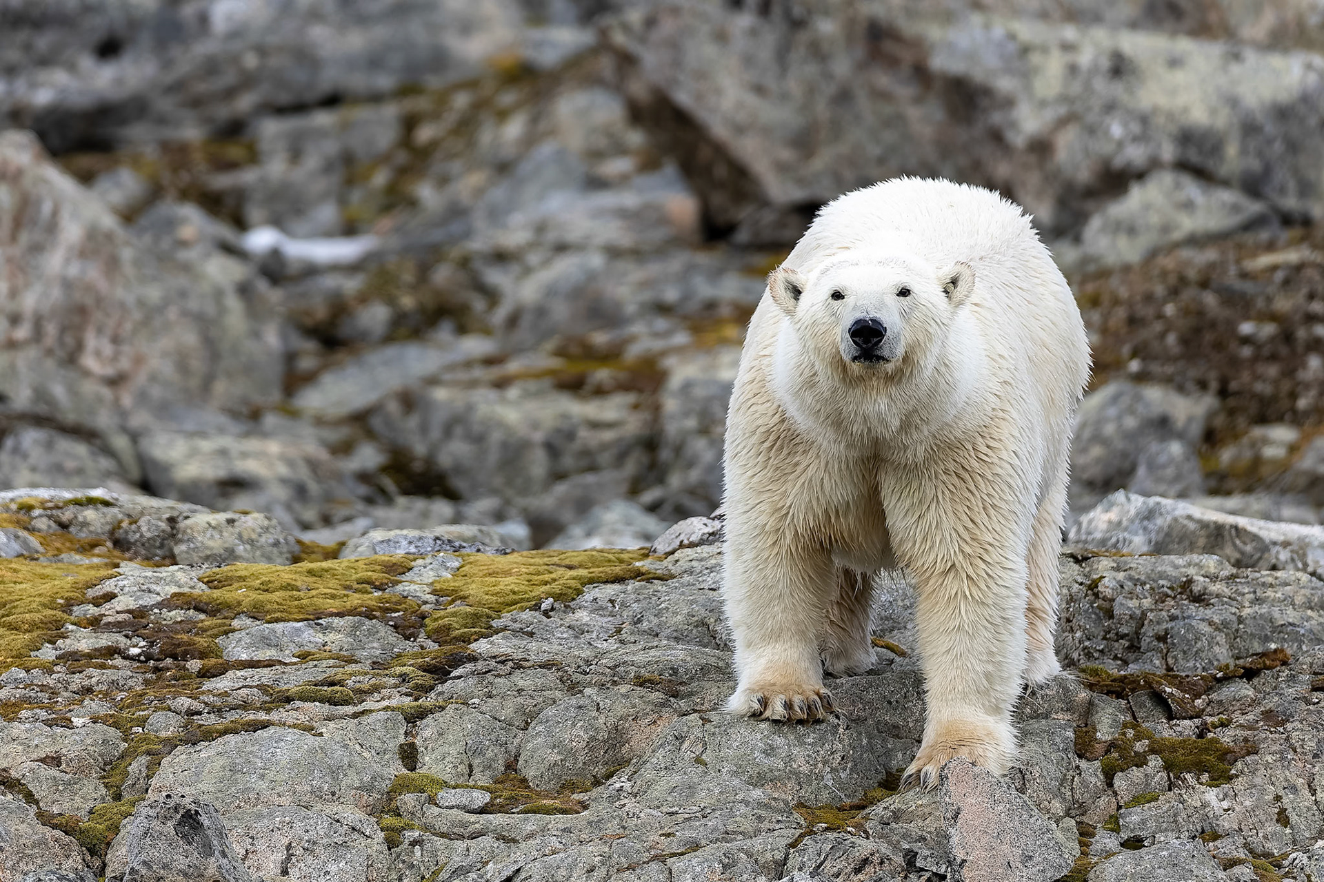 Polar bear, Hamiptonbukka, Svalbard, Norway