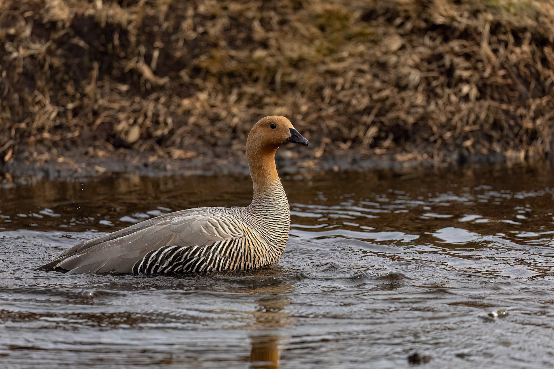 Upland goose (female), Bleaker Island, Falkland Islands