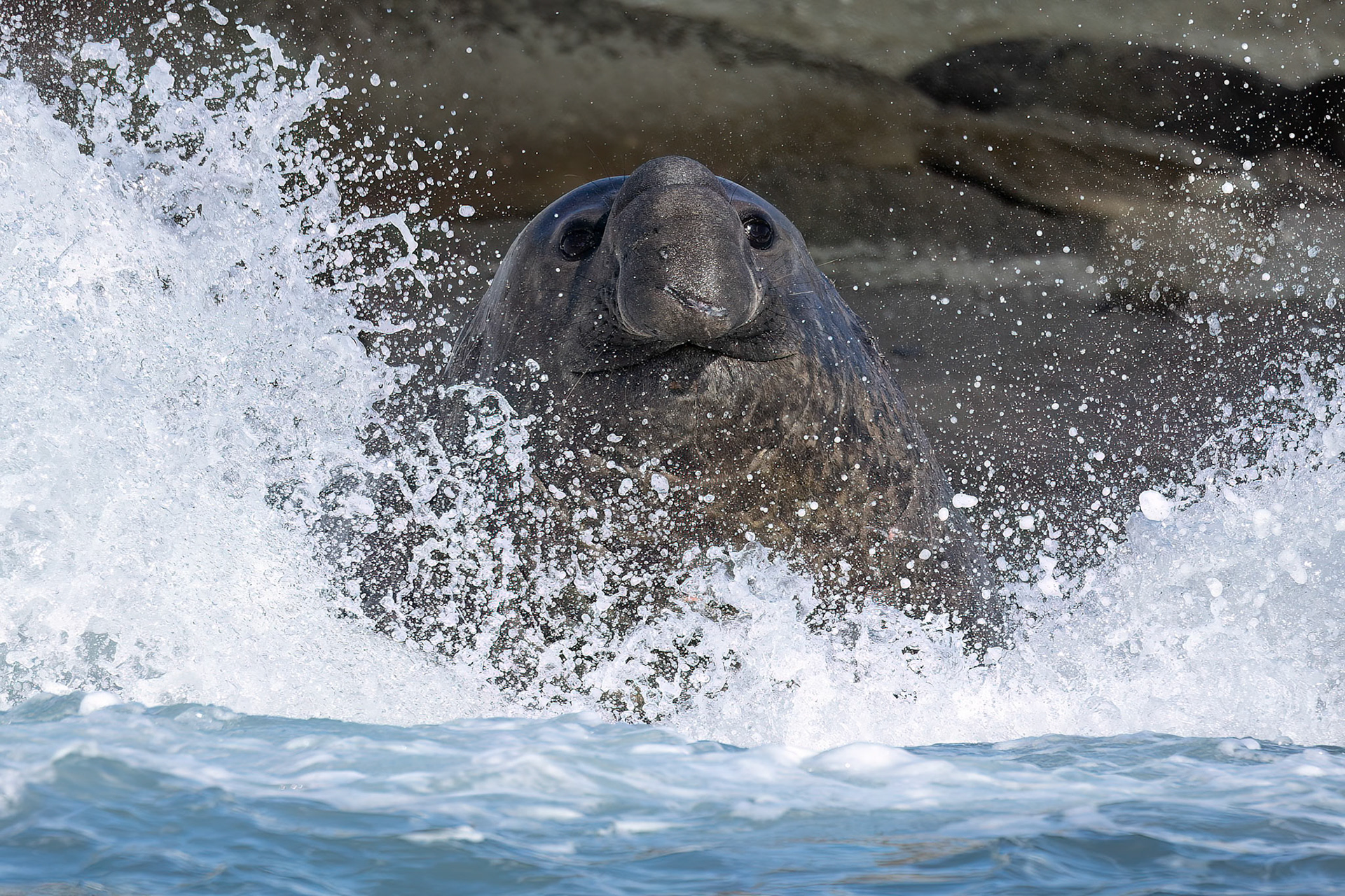 Elephant seal, Cooper's Bay, South Georgia