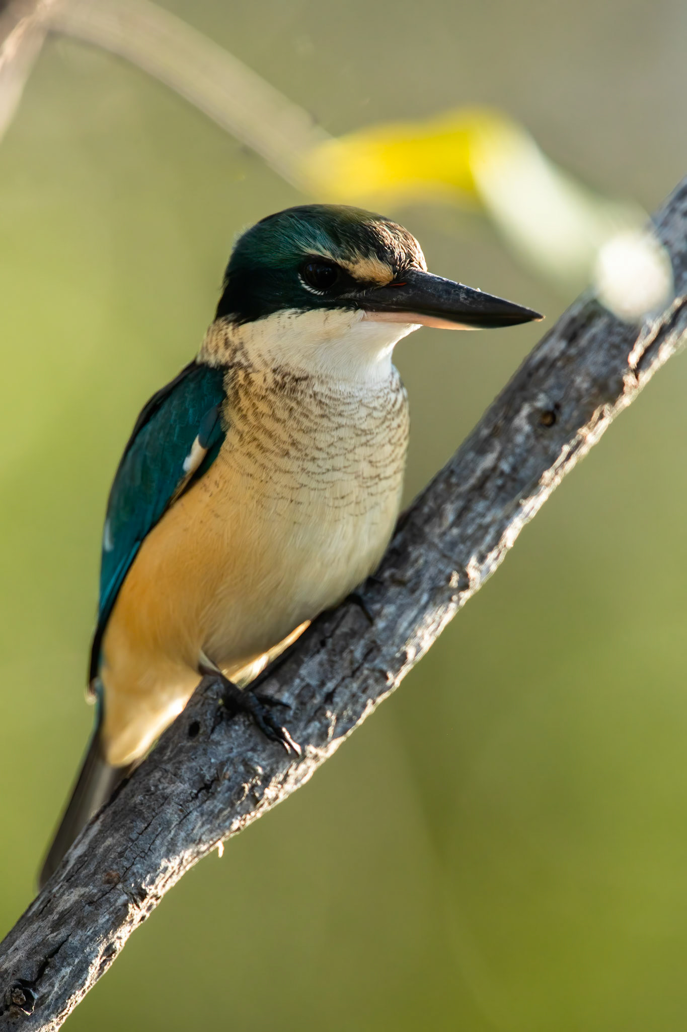 Sacred kingfisher, Yellow waters billabong, Kakadu, Northern Territory, Australia