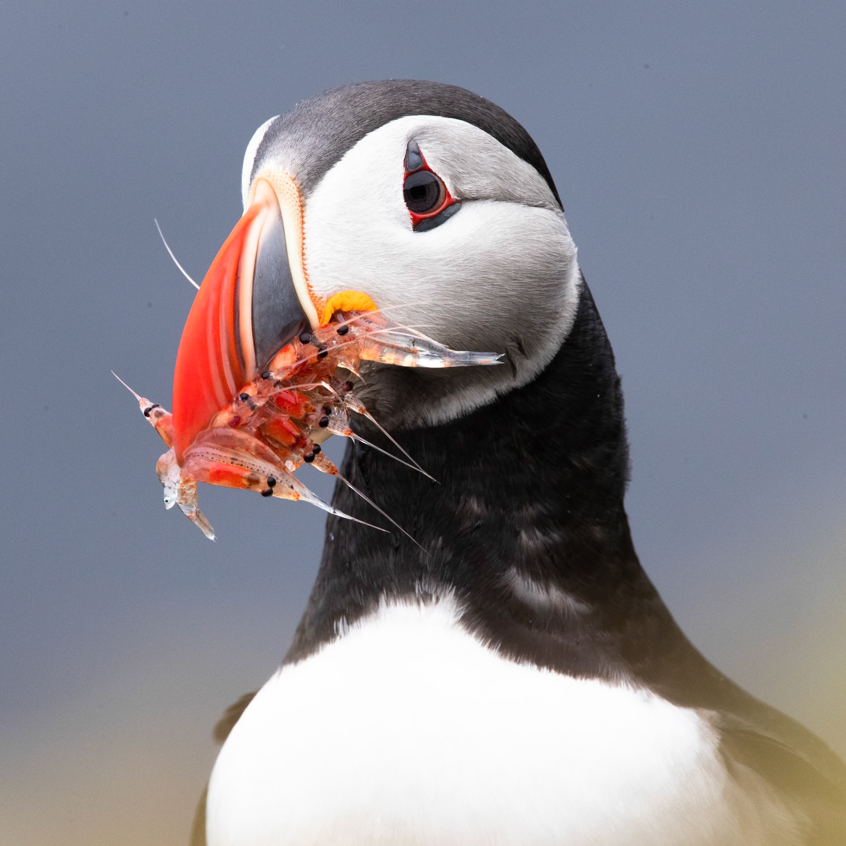 Atlantic puffin, Grímsey Island, Iceland, 2019