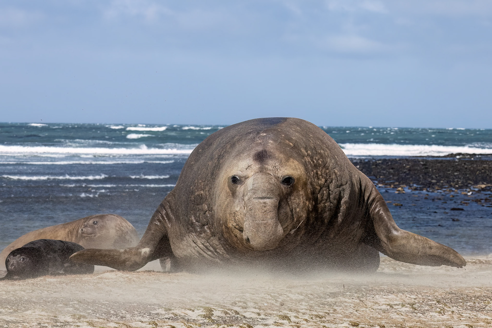 Southern elephant seal, Whale Point, Stanley, Falkland Islands