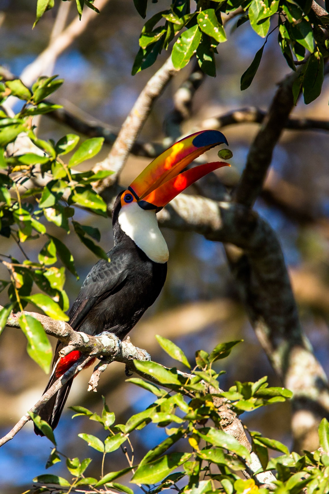 Toco toucan, Porto Jofre, Pantanal, Brazil