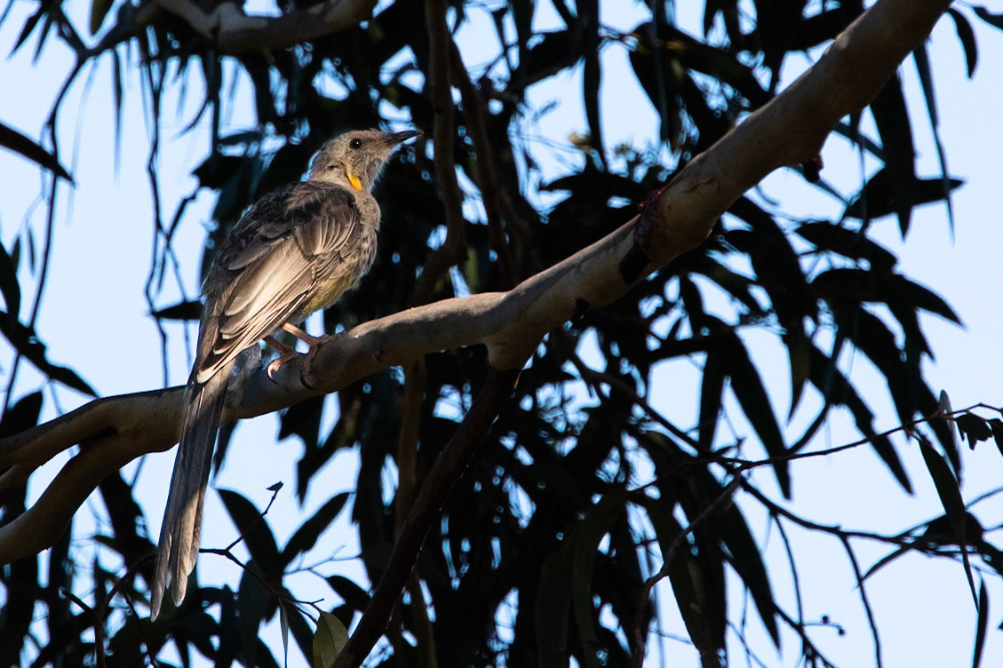Yellow wattlebird, Fern Tree, Huon road, Hobart, Tasmania