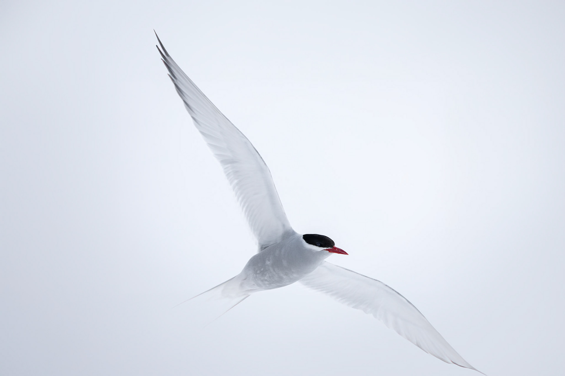 Antarctic tern, towards Antarctica
