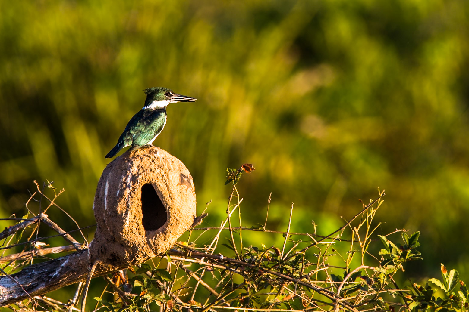 Amazon kingfisher, Transpantaneira, Pantanal, Brazil