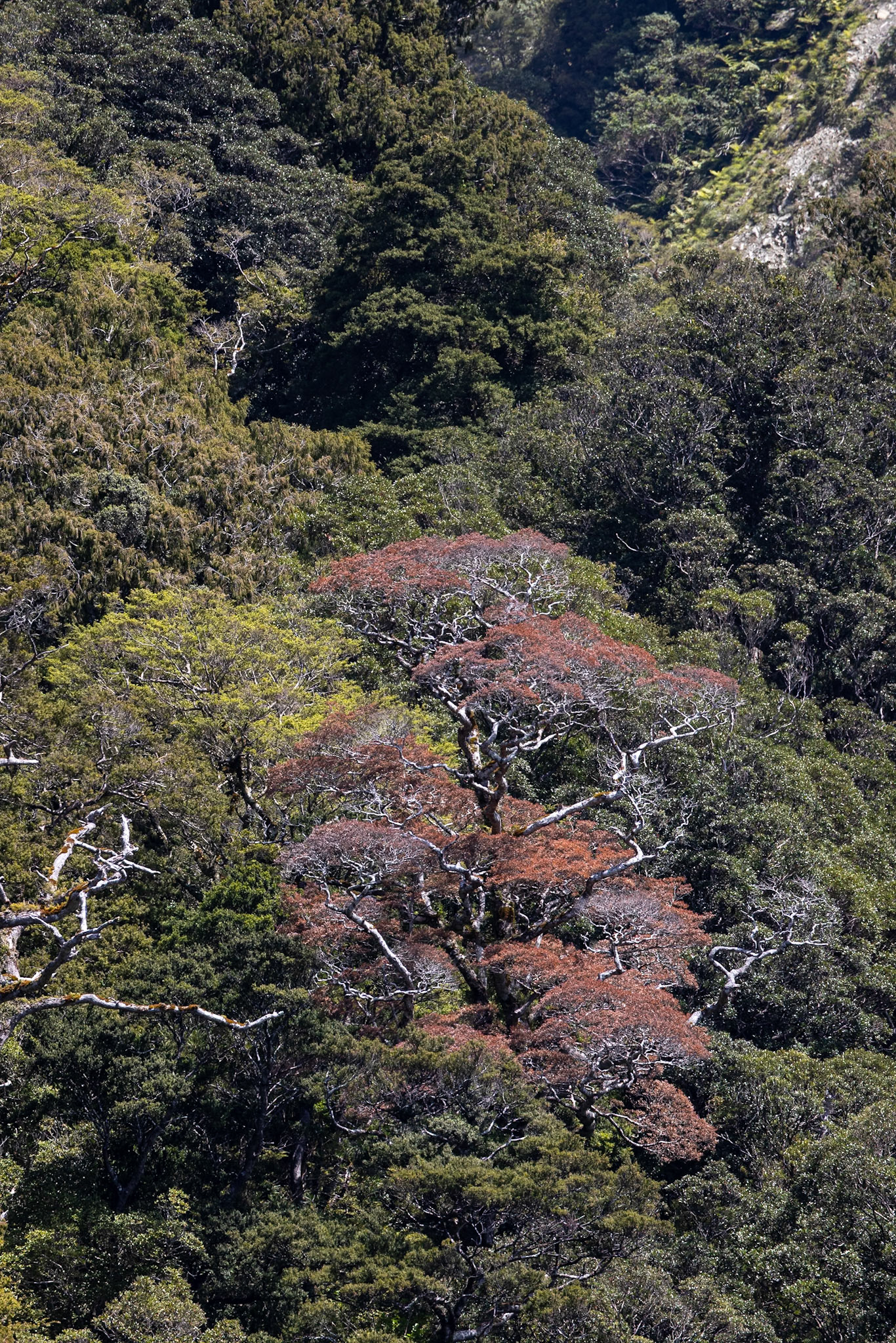 Milford, New Zealand